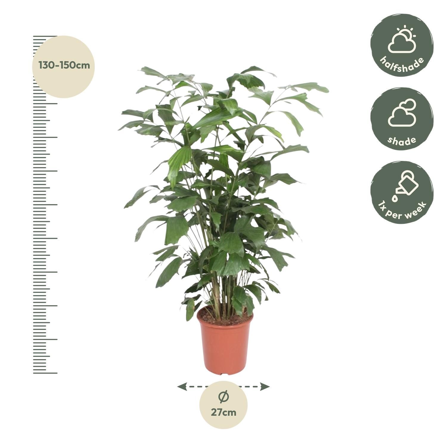 Caryota Mitis Fischschwanzpalme