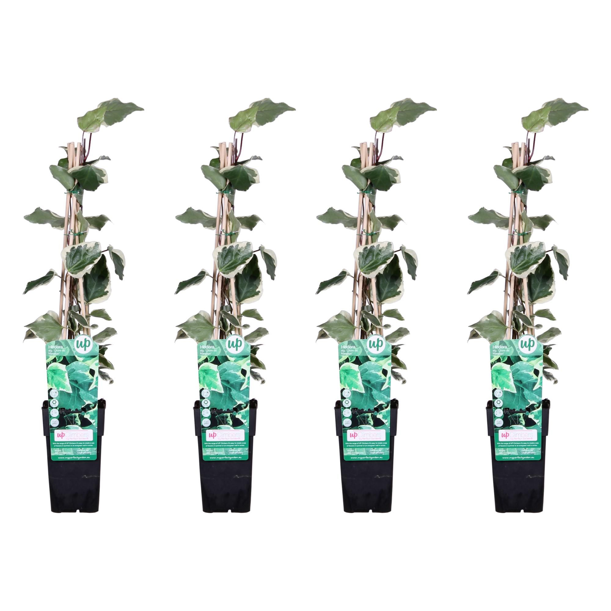 Algerischer Efeu Hedera algeriensis Kletterpflanze
