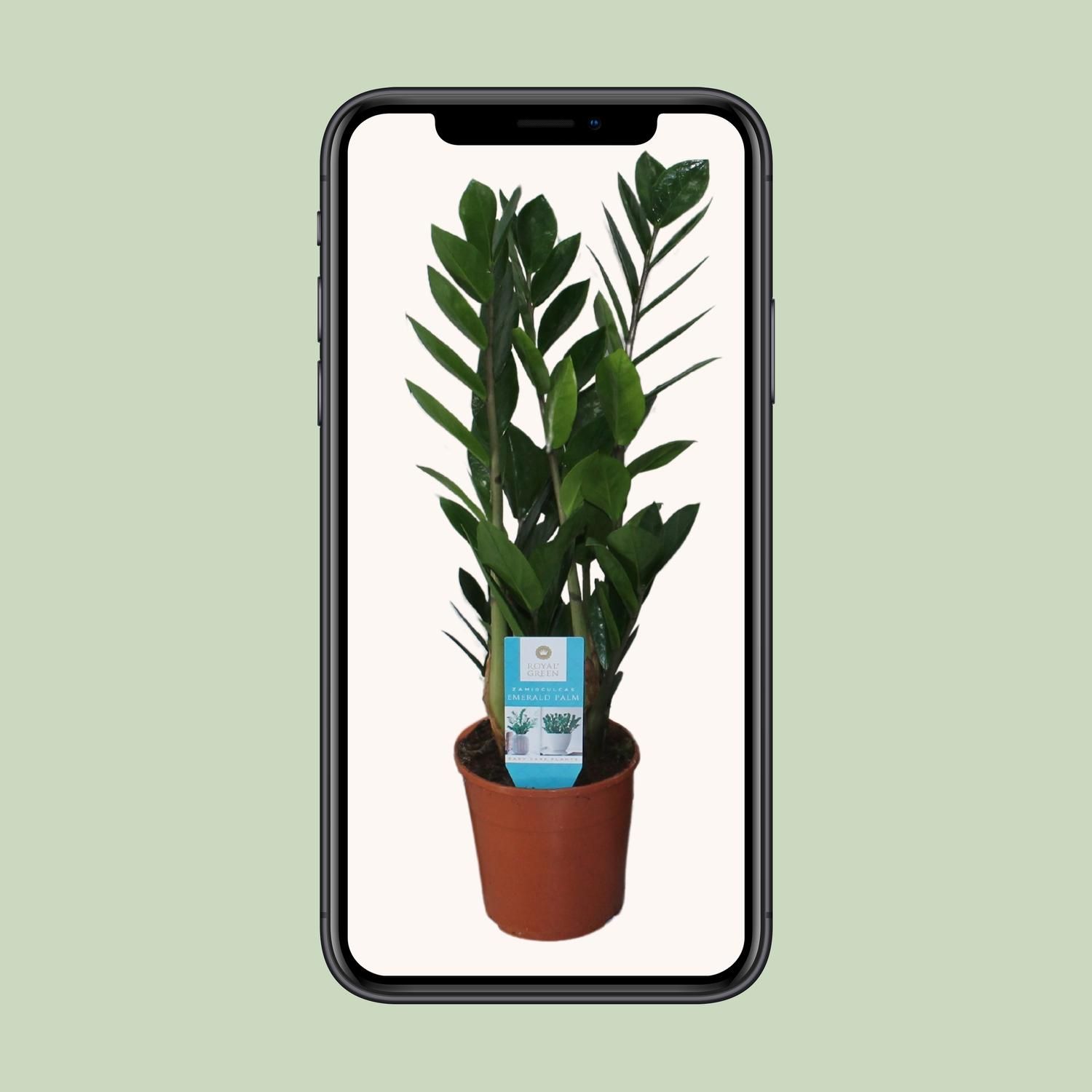 Zamioculcas Zimmerpflanze mit Glänzenden Blättern