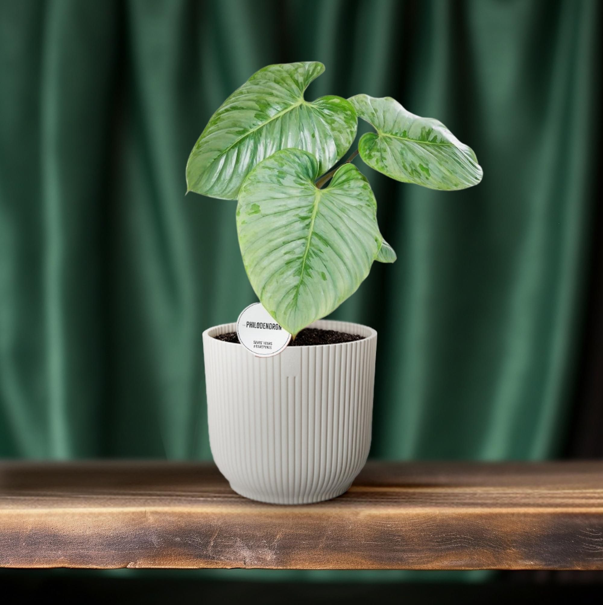 Philodendron Sodiroi Zimmerpflanze