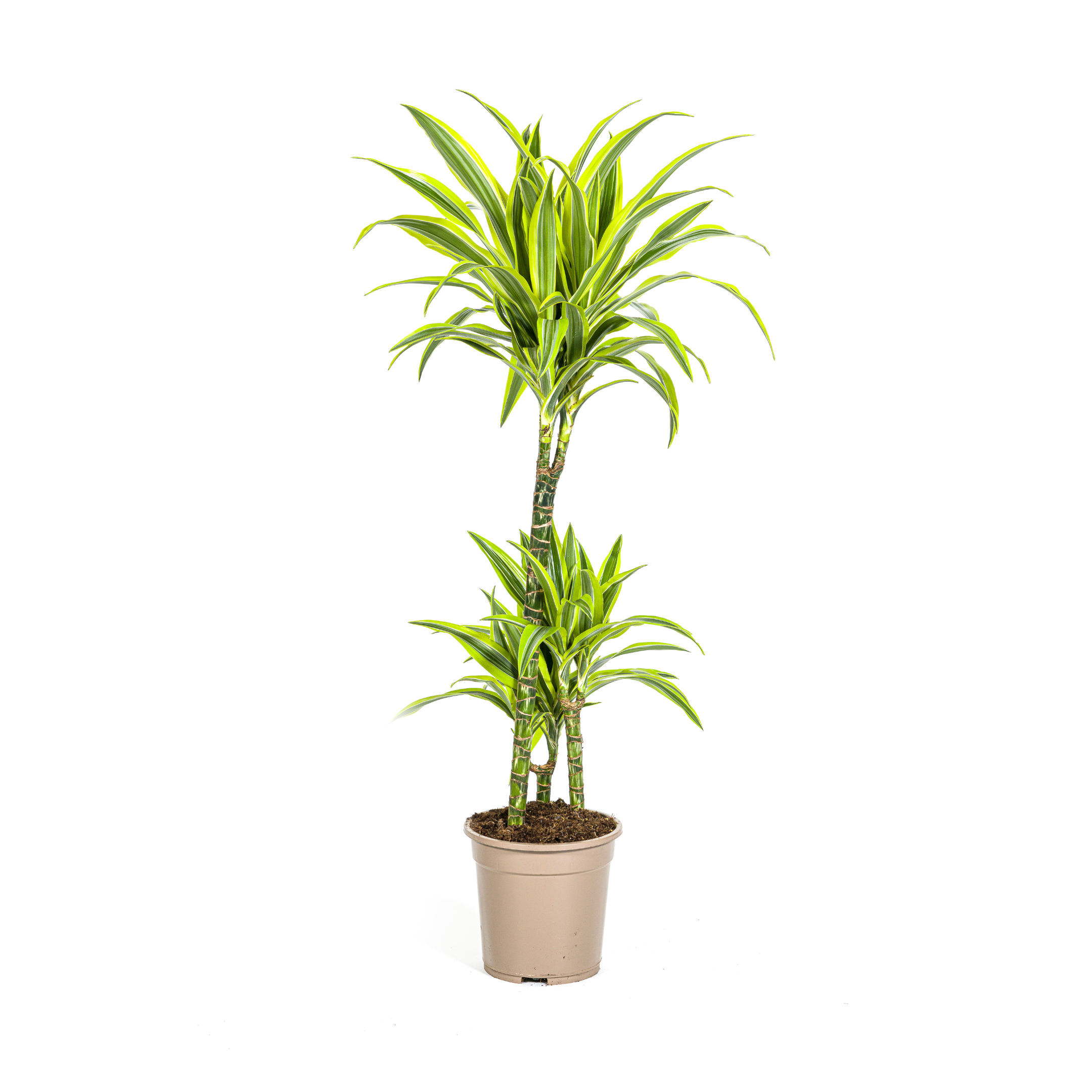 Dracaena Lemon Lime | Ø21cm Topf | Höhe 90-110cm
