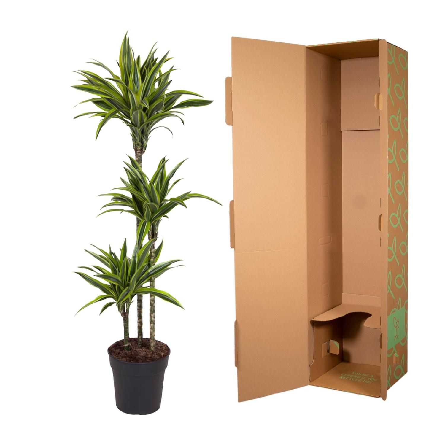 Dracaena Lemon Lime Zimmerpflanze
