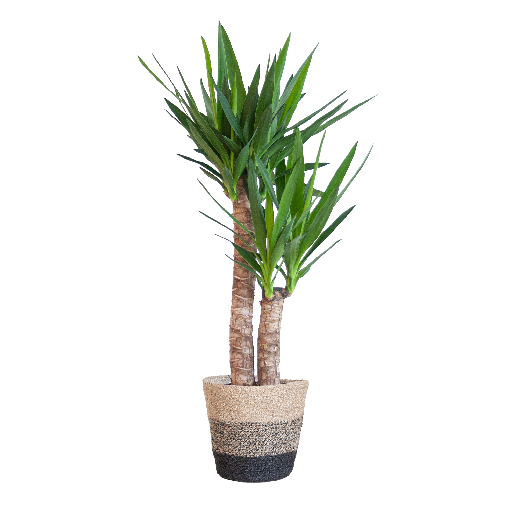 Yucca Elephantipes mit Korb Lissabon – ände – 90cm
