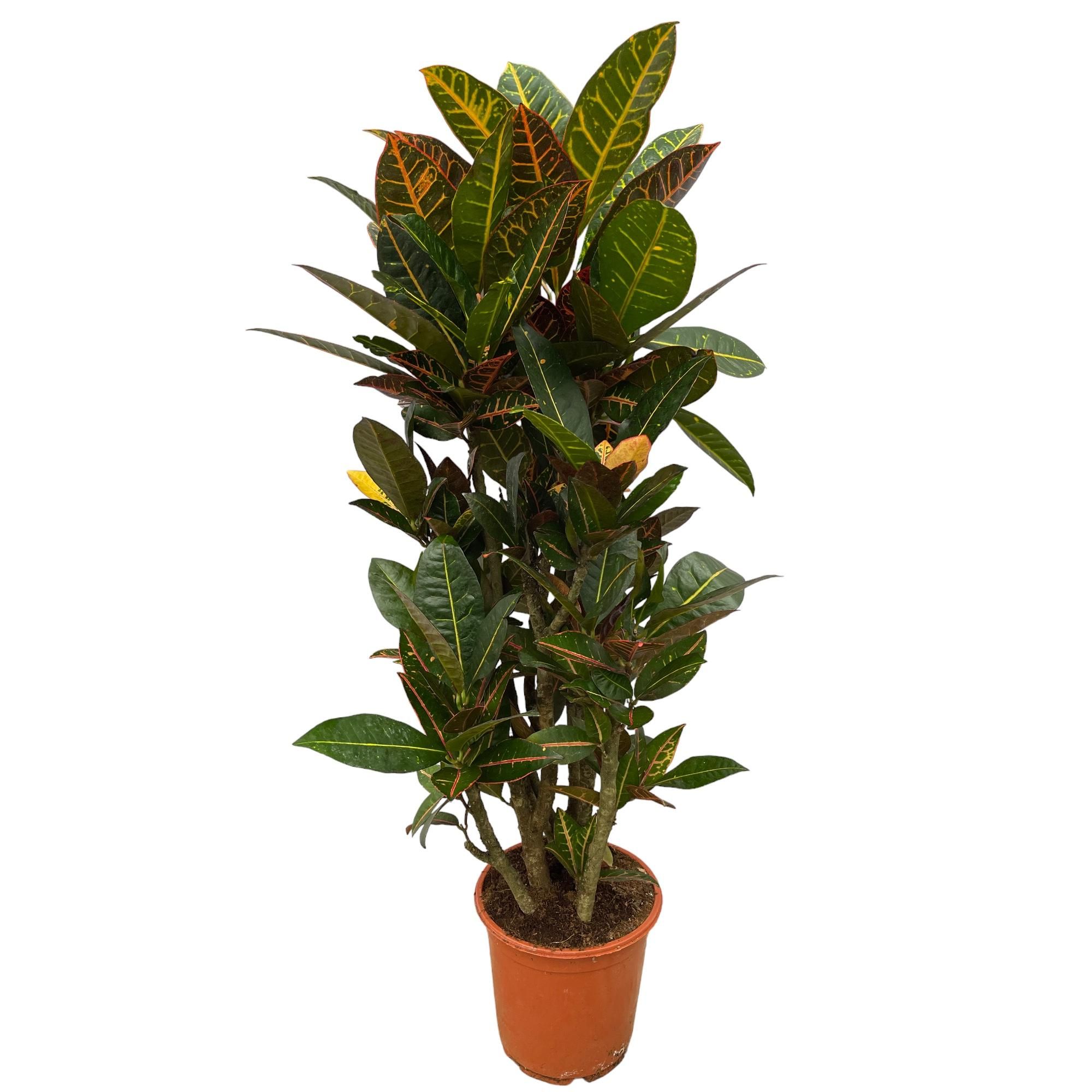 Codiaeum Croton Petra - Bunte Zimmerpflanze