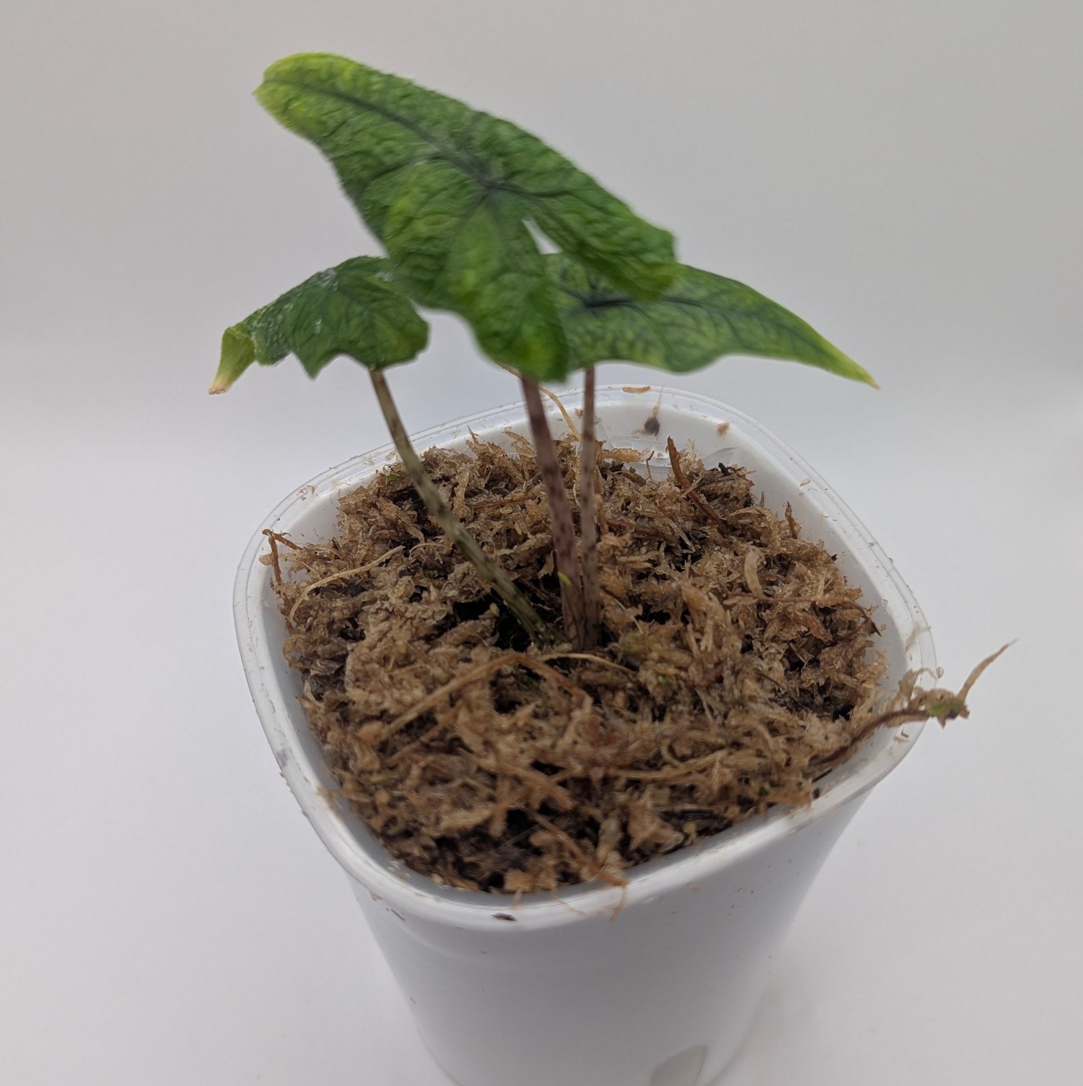 Alocasia baginda Jacklyn