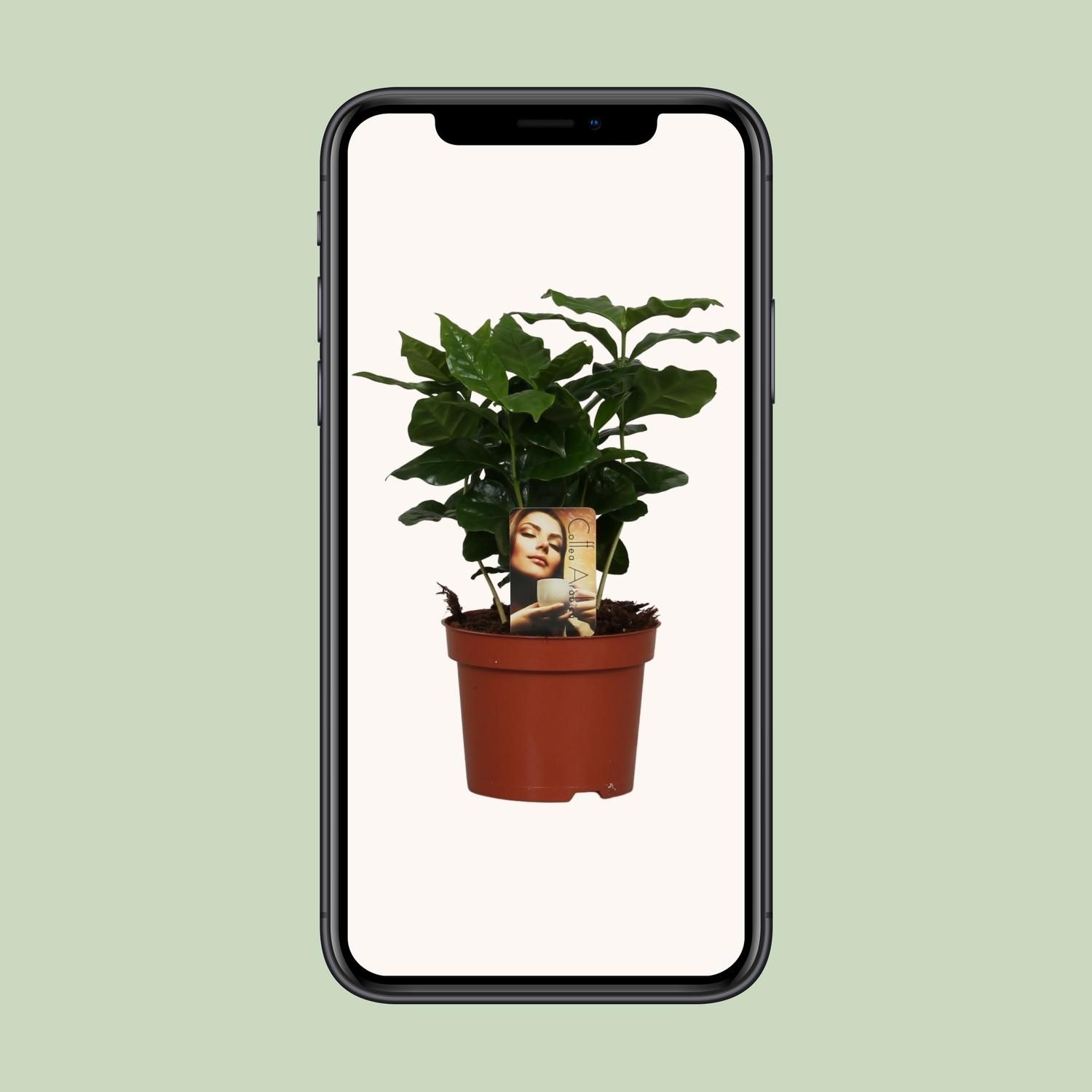 Coffea Arabica – Exotische Kaffeepflanze für Indoor