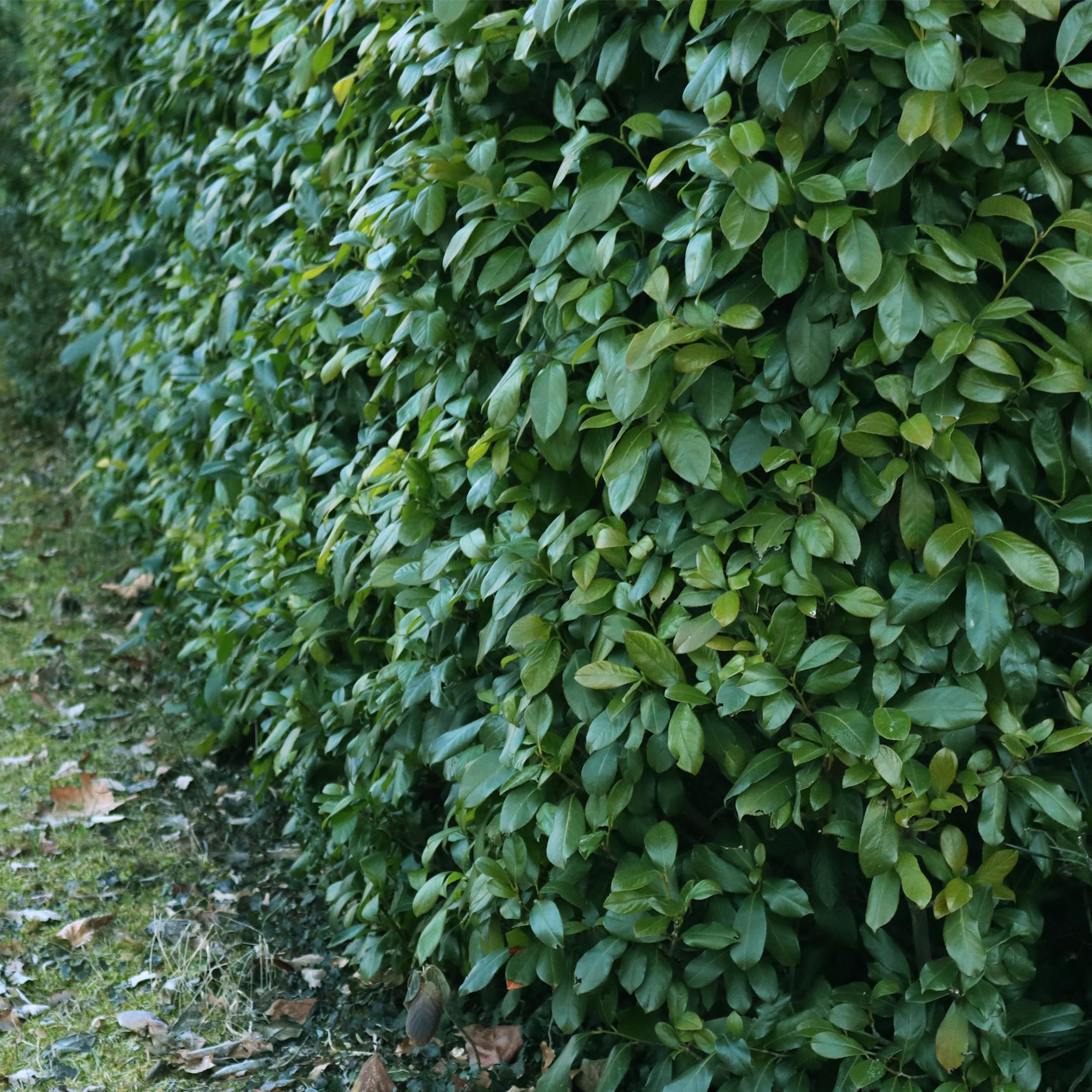 Prunus laurocerasus Etna – Immergrün – 6 Pflanzen – Topf 17cm