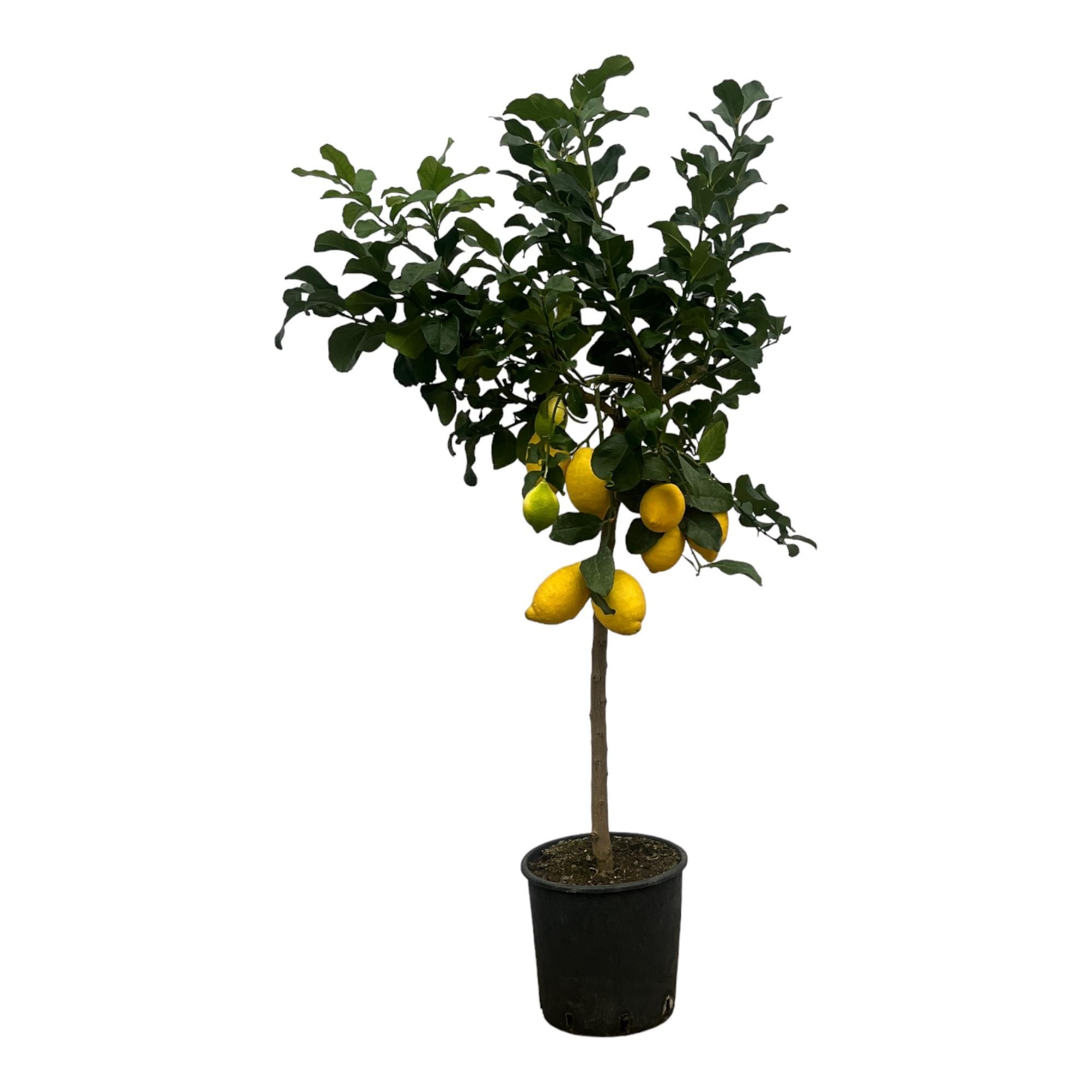 Zitrusbaum Calamondin