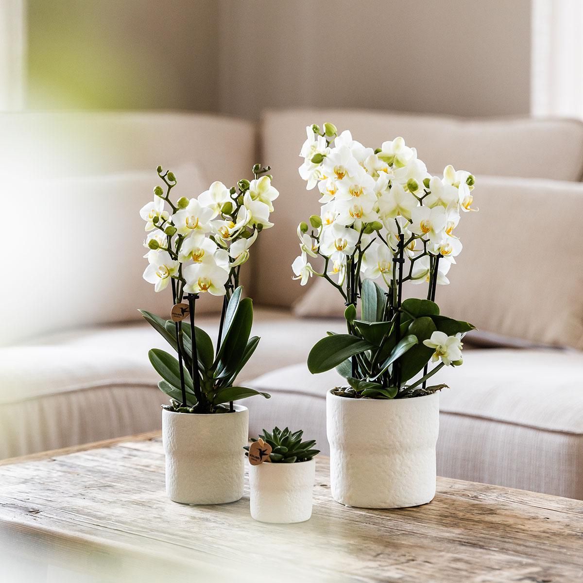 Weiße Phalaenopsis Orchidee Lausanne