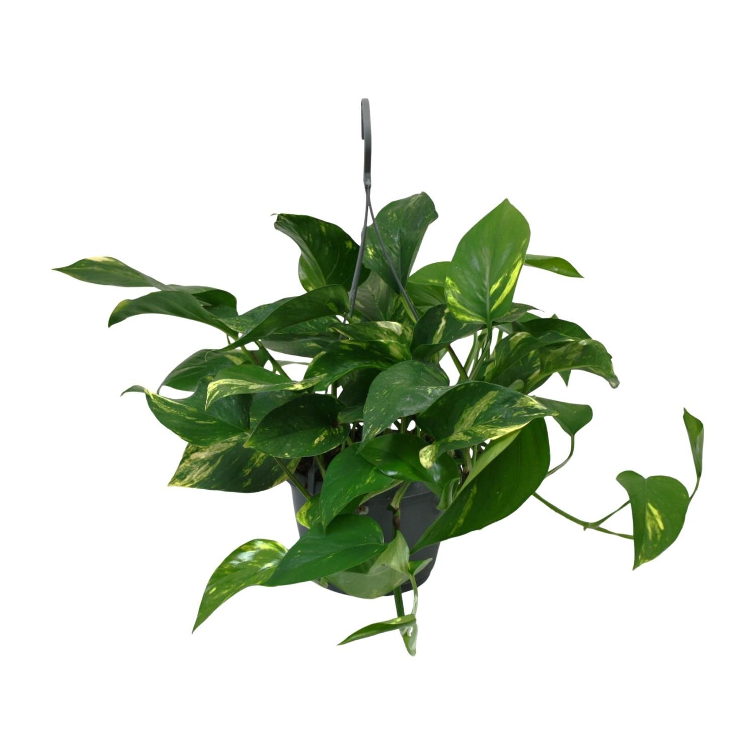Scindapsus Epipremnum Zimmerpflanze