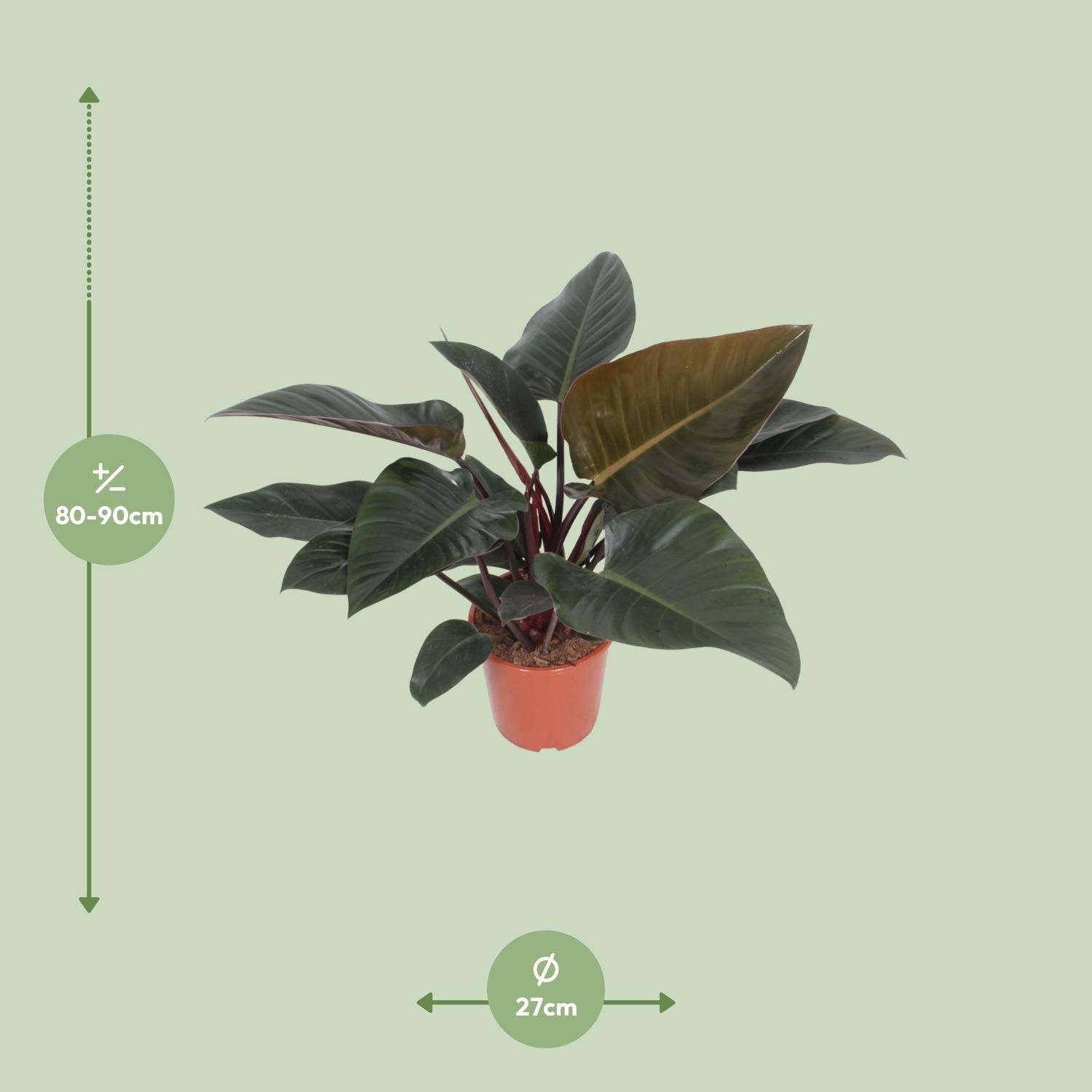Philodendron Congo Red Zimmerpflanze
