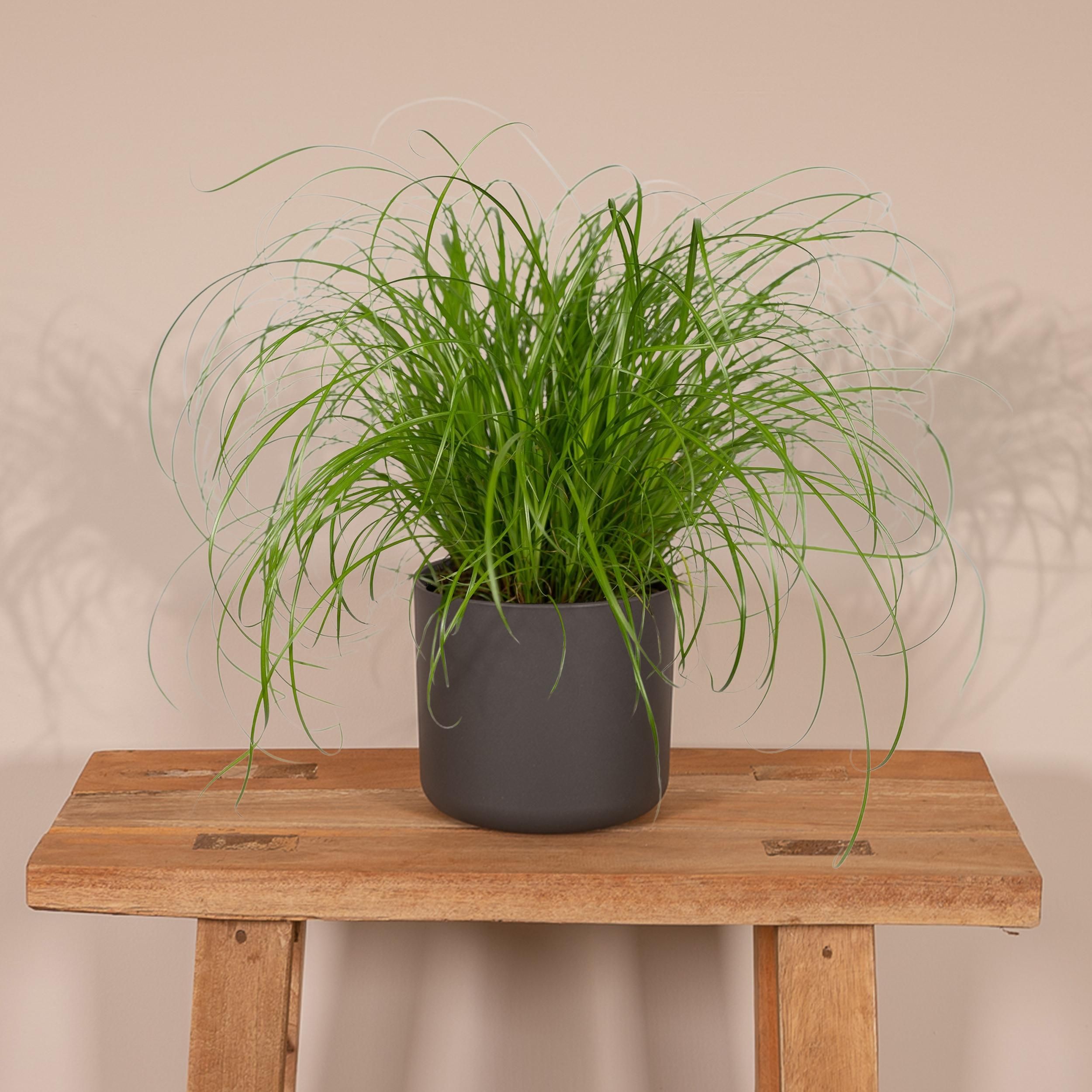 Cyperus Alternifolius Katzengras Zimmerpflanze
