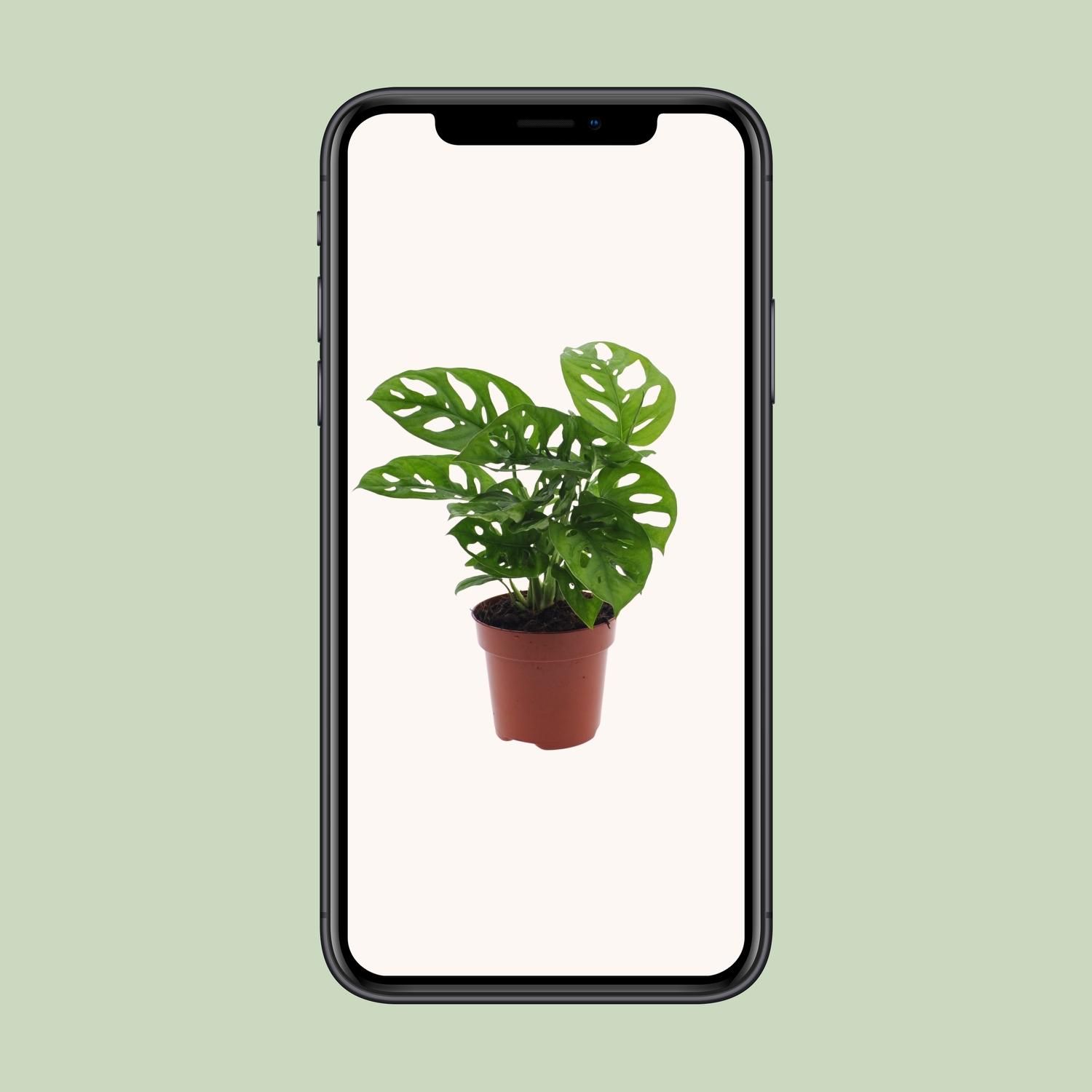Monstera Monkey Leaf Zimmerpflanze