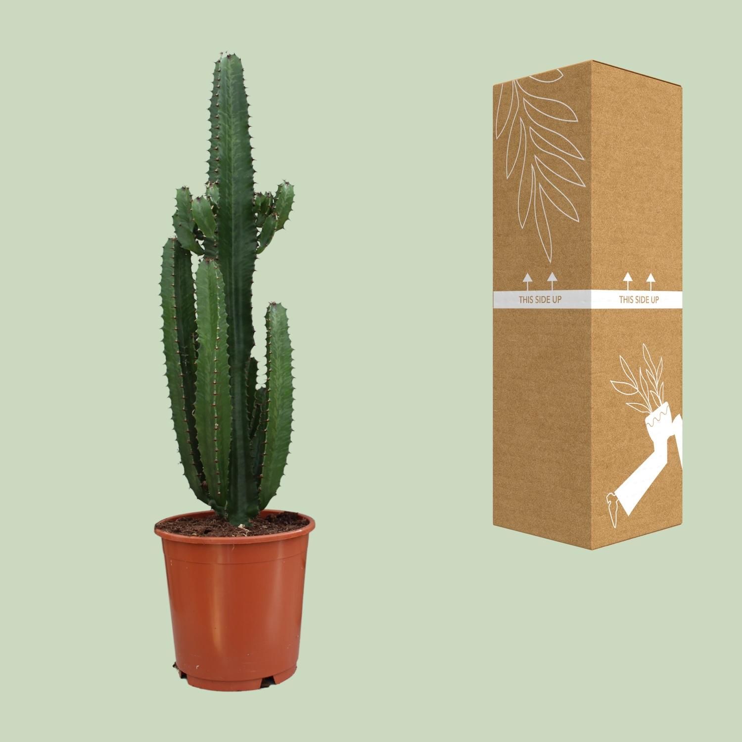 Euphorbia Trigona Zimmerpflanze mit rotem Stiel