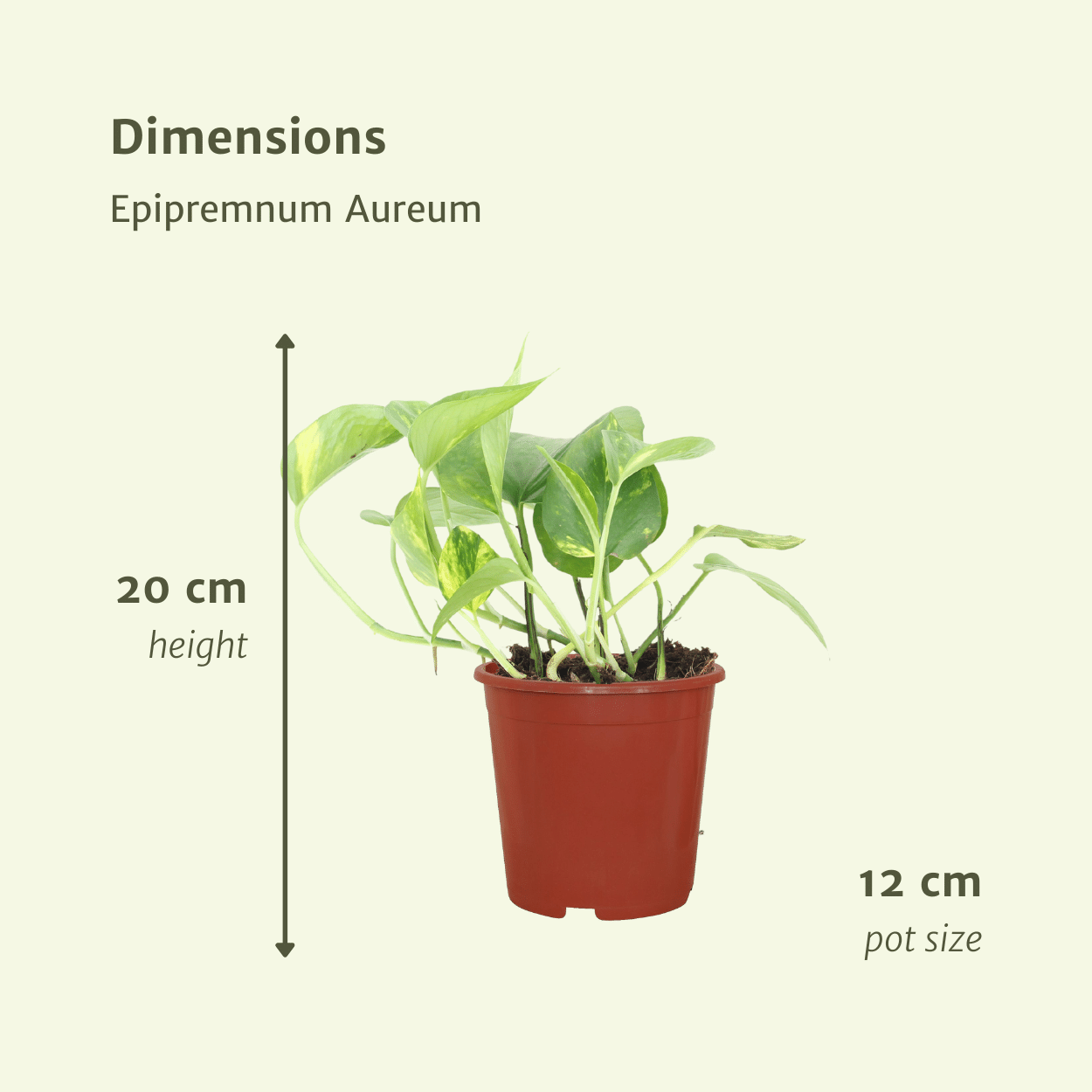 Epipremnum Aureum Zimmerpflanze