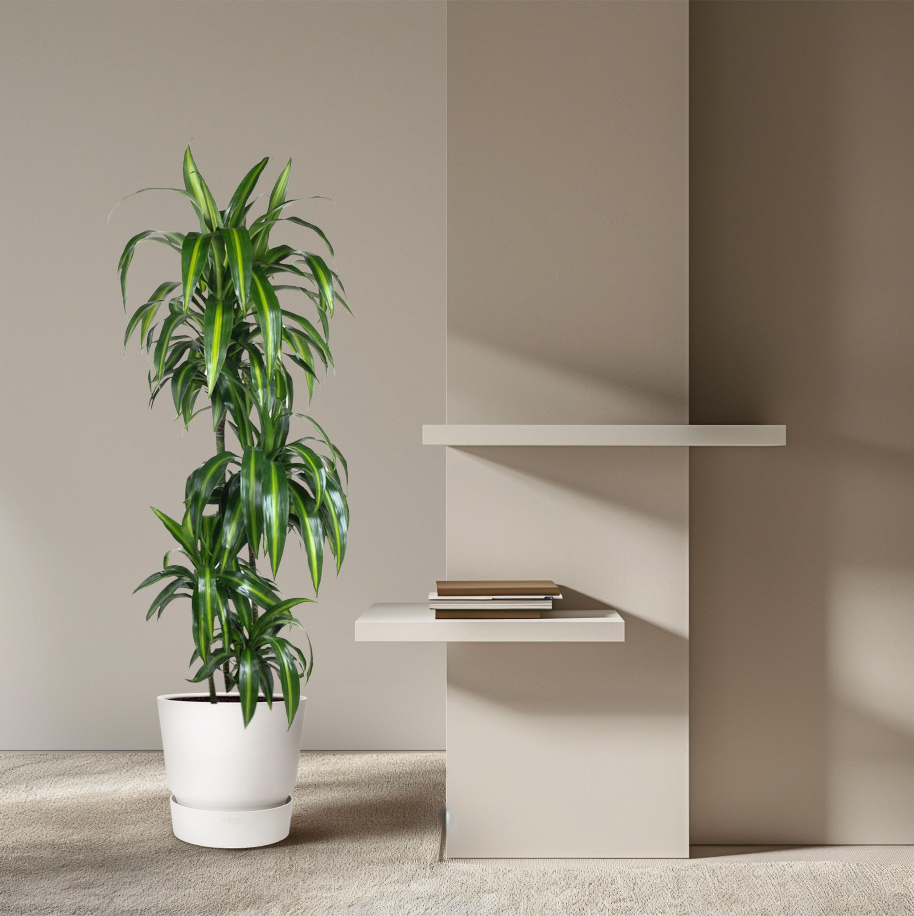 Dracaena Hawaiiana Zimmerpflanze