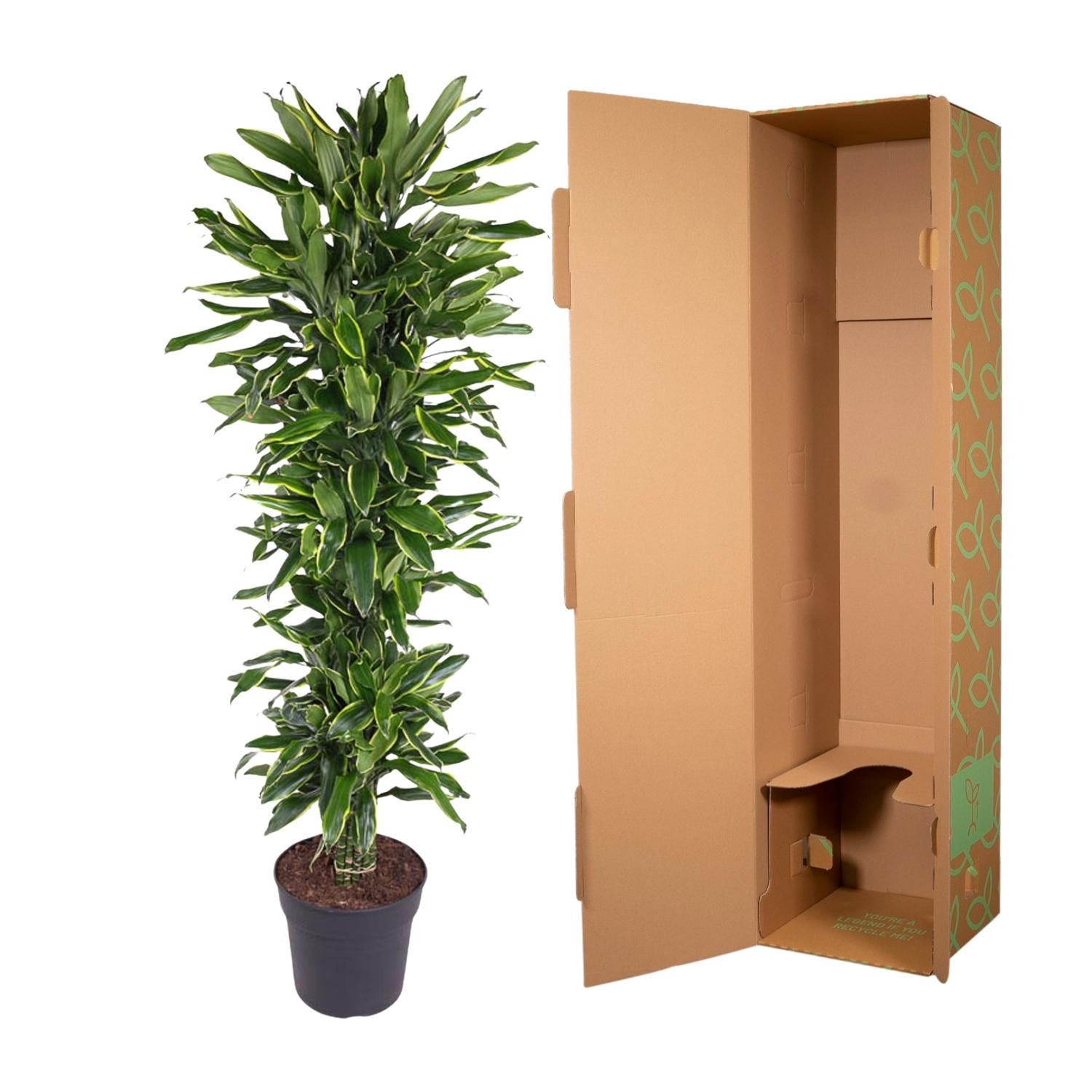 Dracaena Golden Coast elegante Zimmerpflanze
