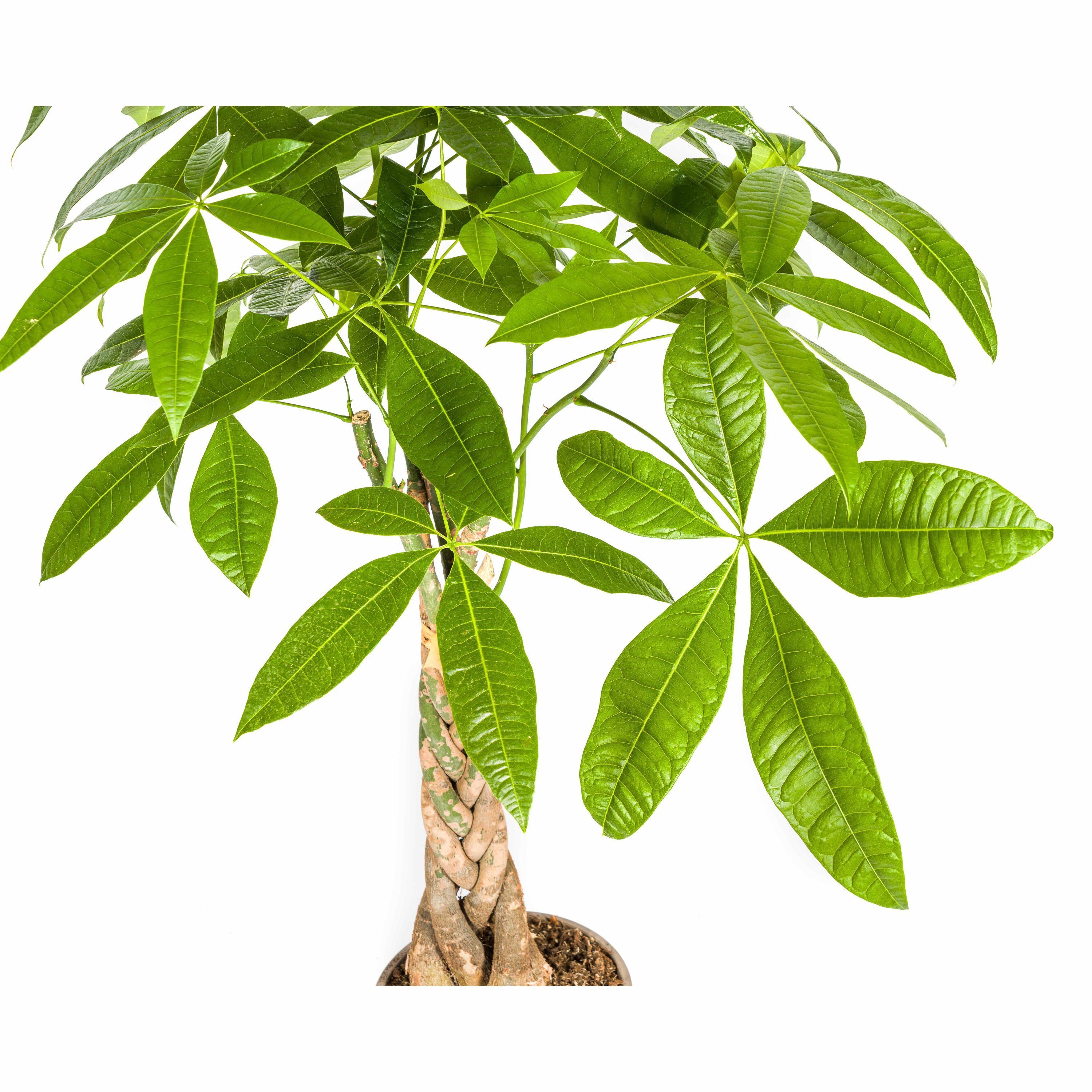 Pachira Aquatica | Ø21cm | 90 - 110cm Höhe