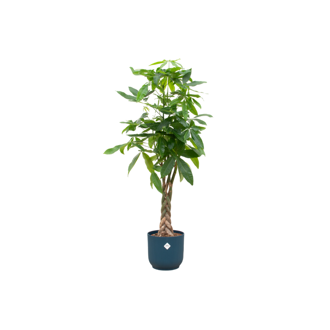 Pachira Aquatica Geldbaum mit blauem Übertopf