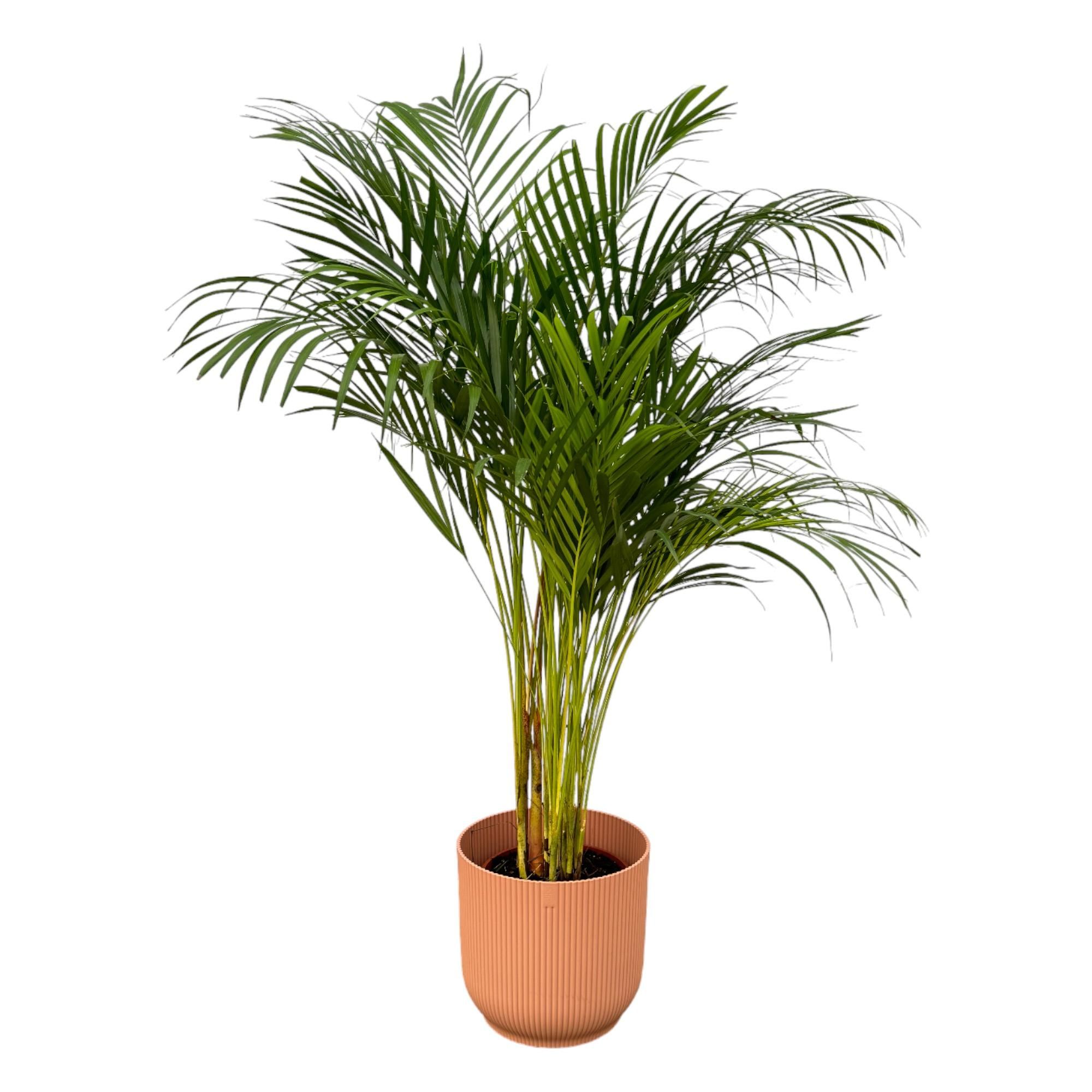 Areca-Palme in modernem Übertopf