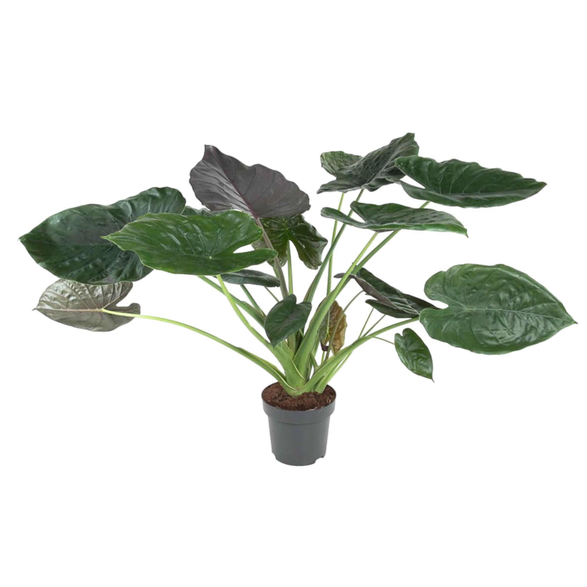 Alocasia Wentii Exotische Zimmerpflanze