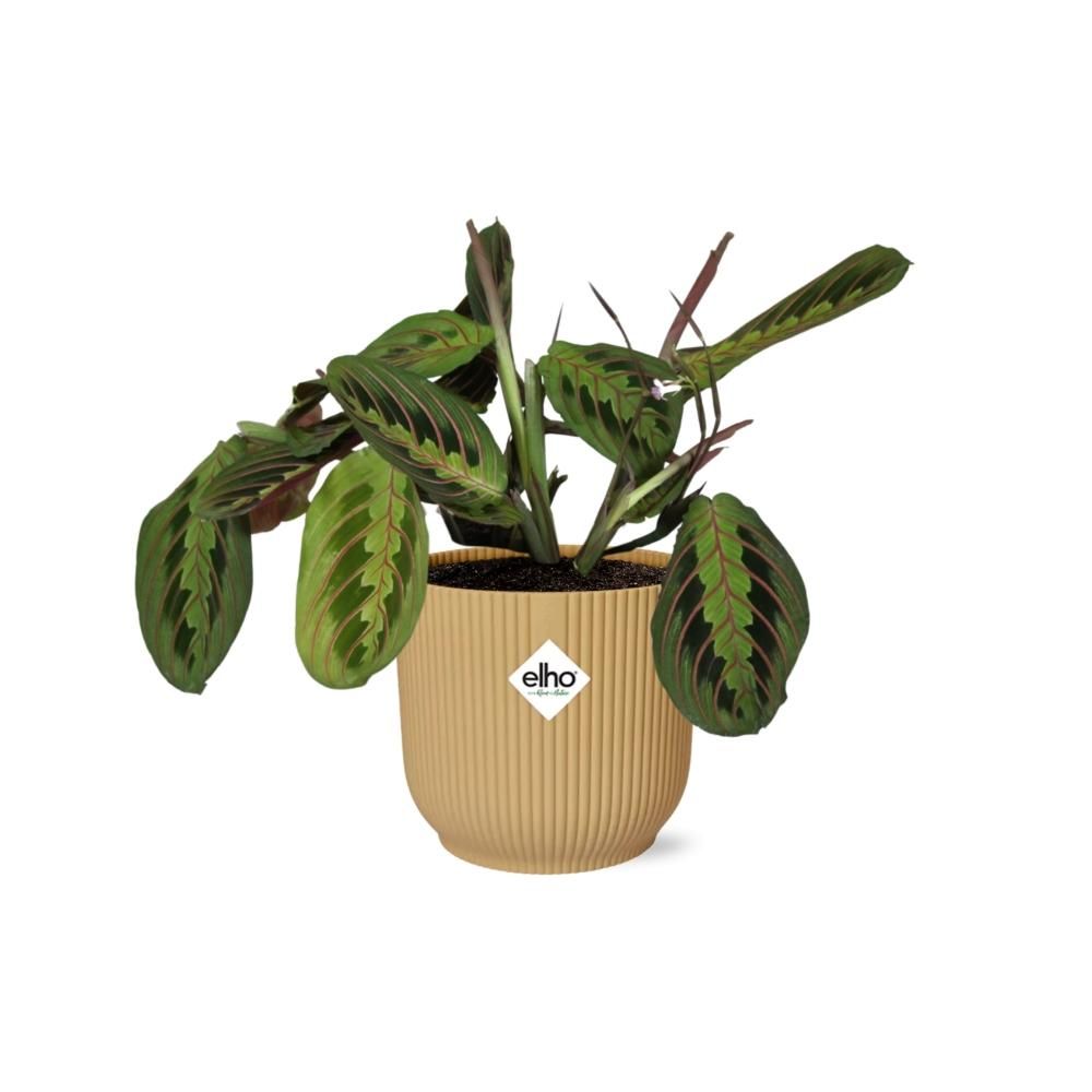Maranta Leuconeura Faszinierende Gebetspflanze