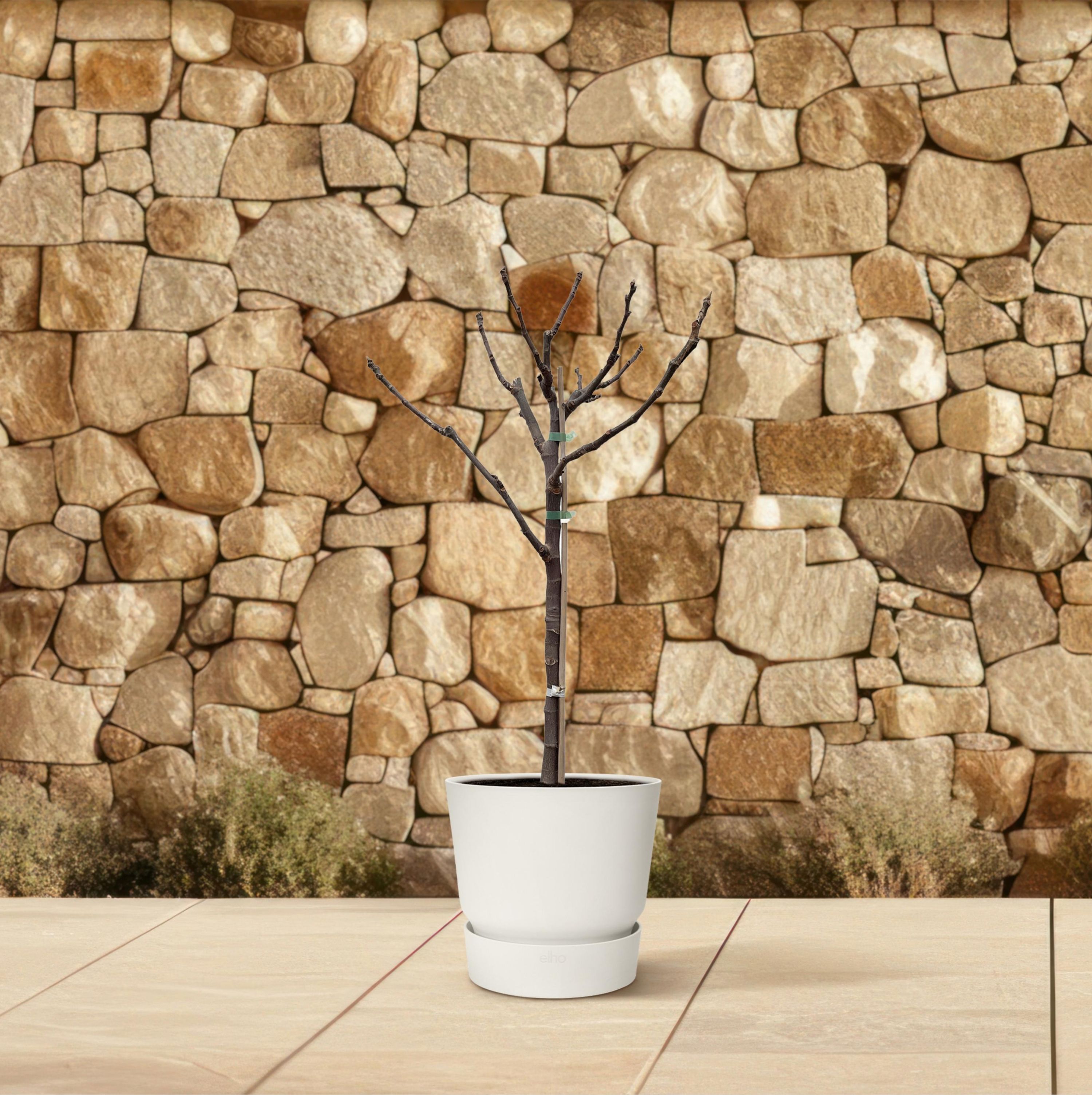Ficus Carica Feigenbaum im Topf