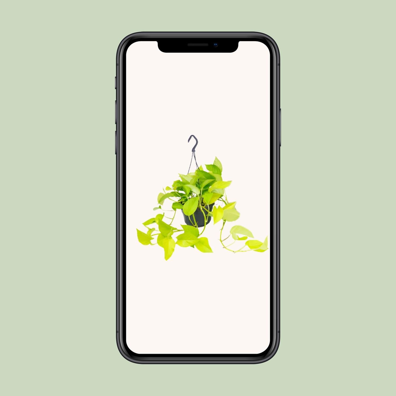Epipremnum Golden Pothos Zimmerpflanze