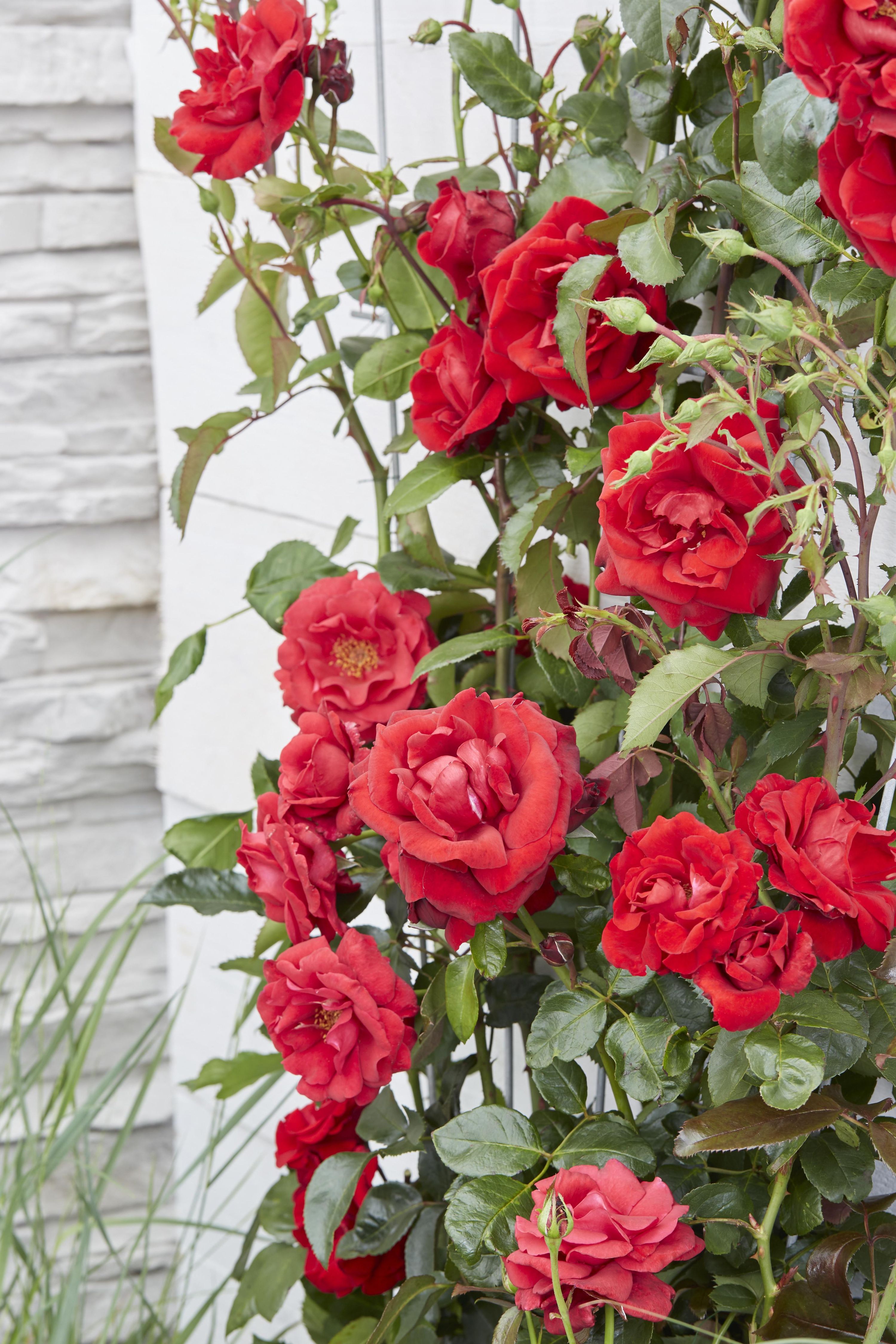 Rosa Crazy in Love Rose - Lebendige blühende Gartenpflanze