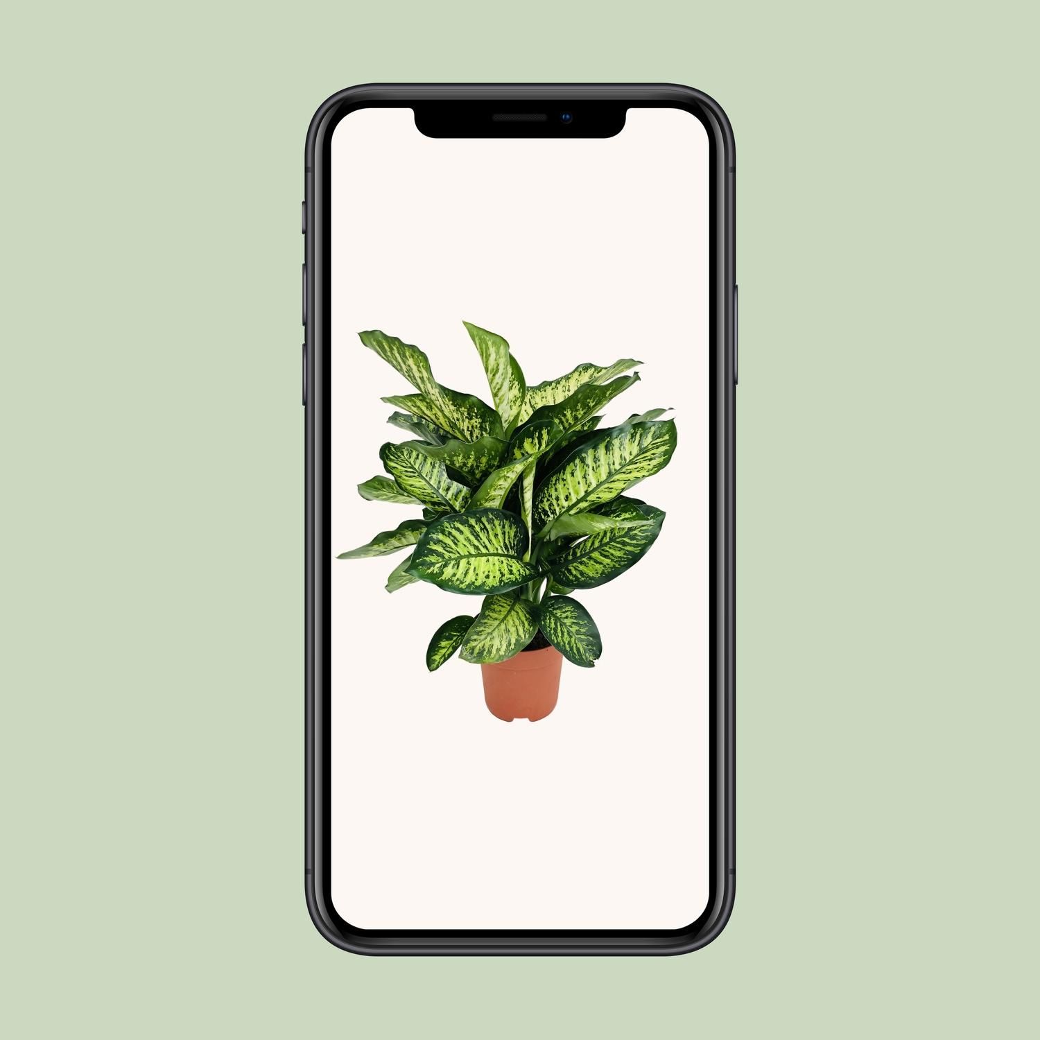 Dieffenbachia Camilla | Ø21cm Topf, 75cm Höhe | Auffälliges Laub – Stilvolle Zimmerpflanze Maroba