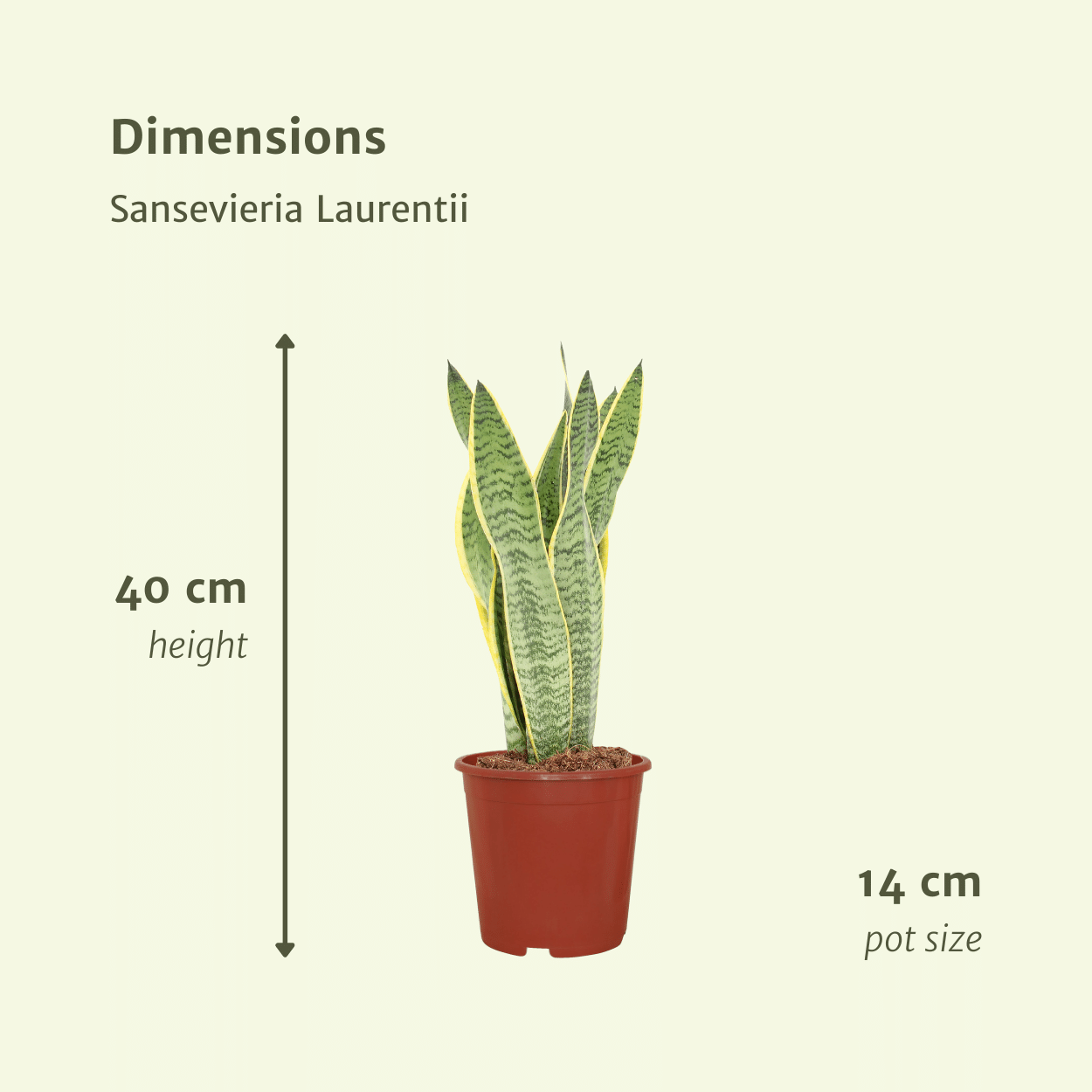 Sansevieria Laurentii Zimmerpflanze Frauenzunge