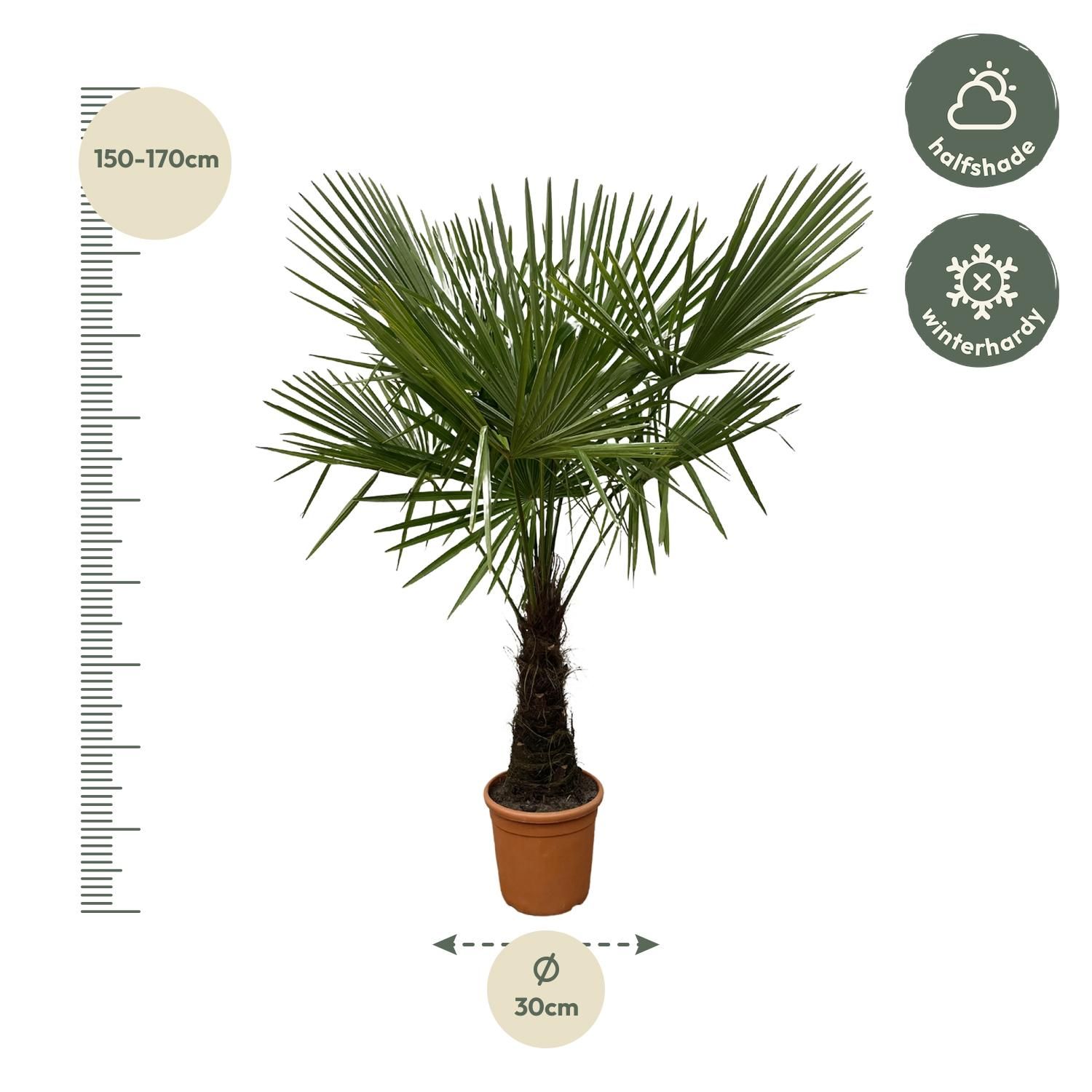 Trachycarpus Palme mit tropischem Flair