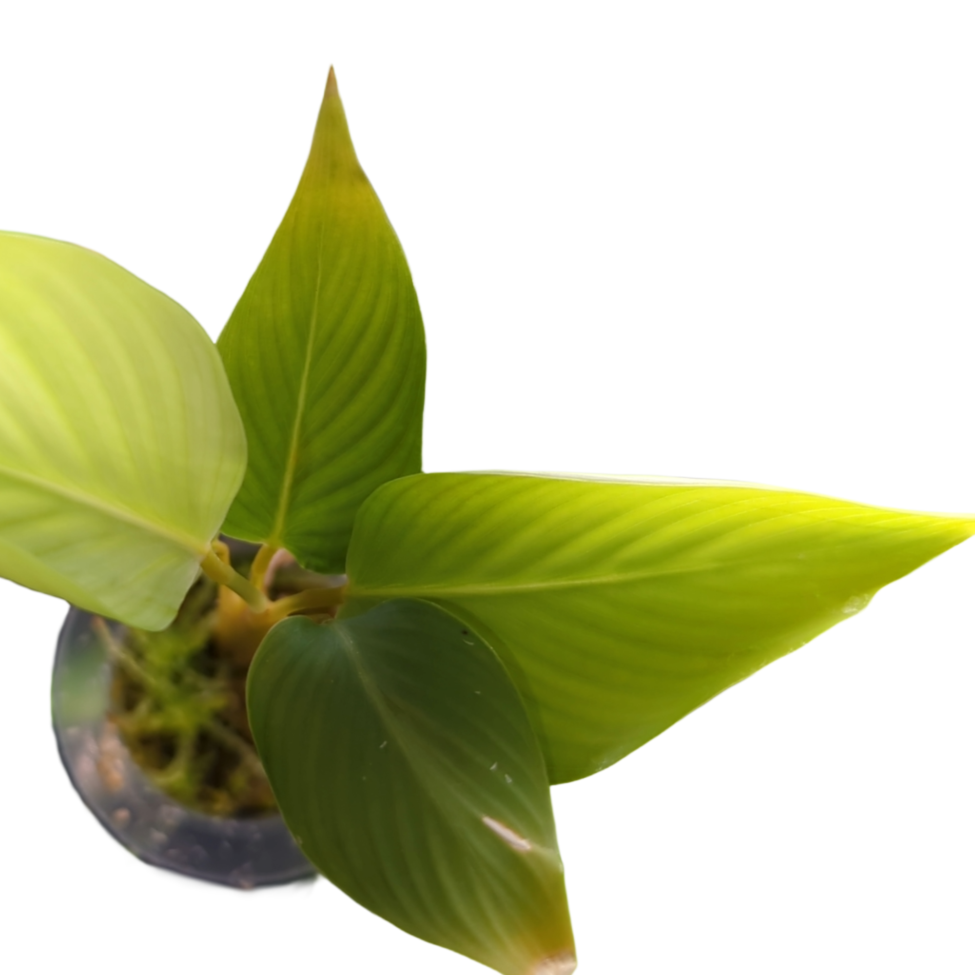 Calathea lutea + selbstbewässernder Übertopf