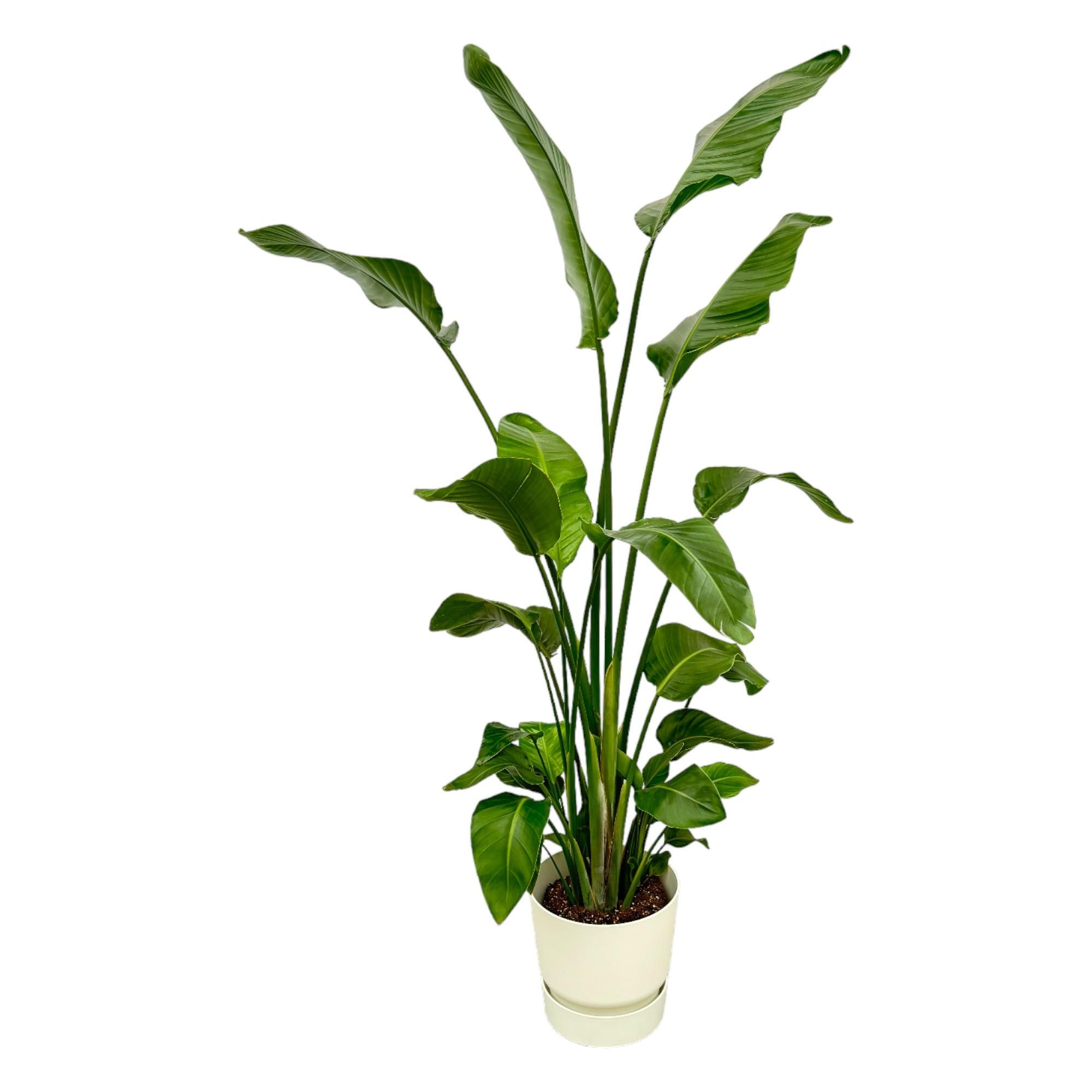Strelitzia Nicolai Weiße Paradiesvogelblume mit elho Greenville Übertopf