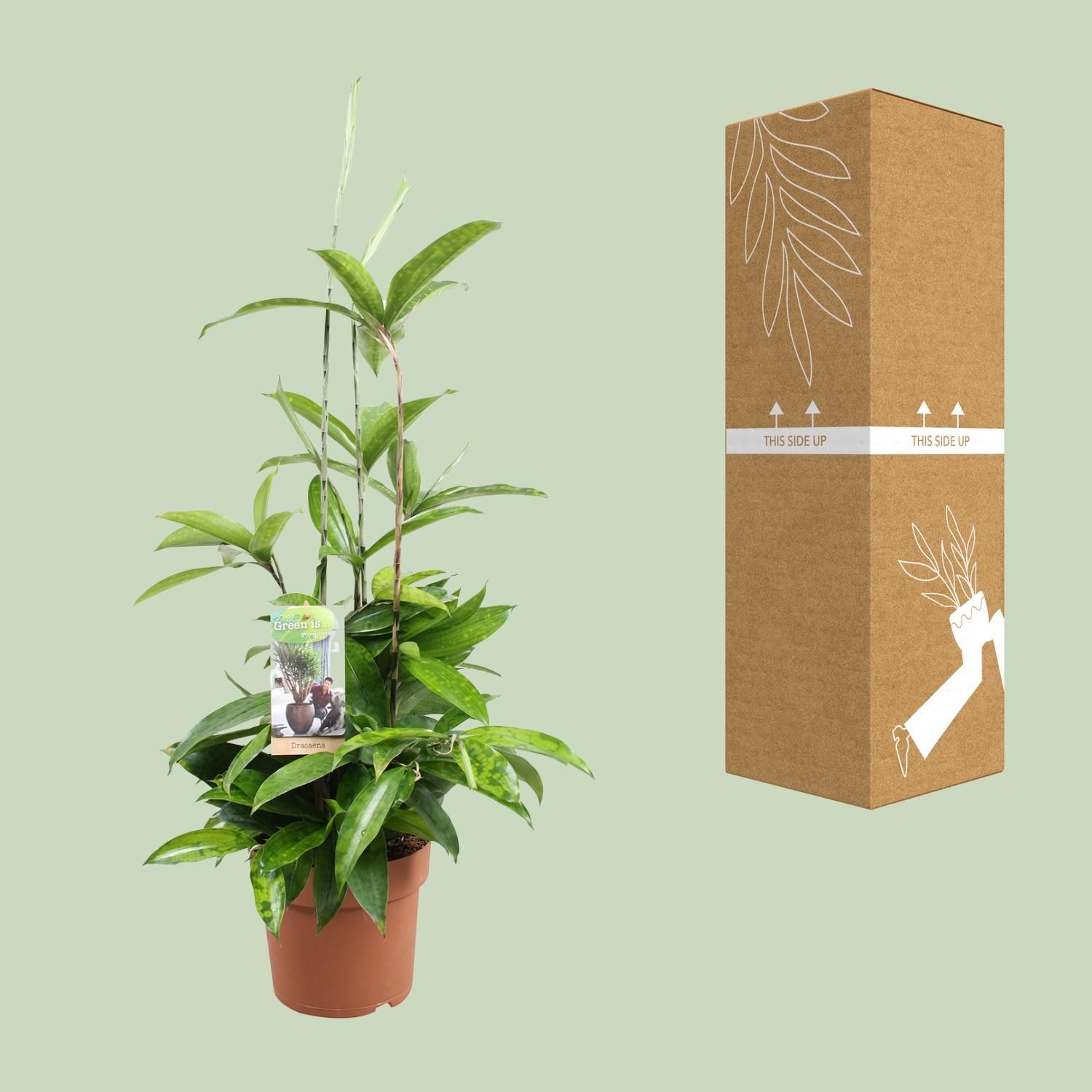 Dracaena Surculosa Zimmerpflanze