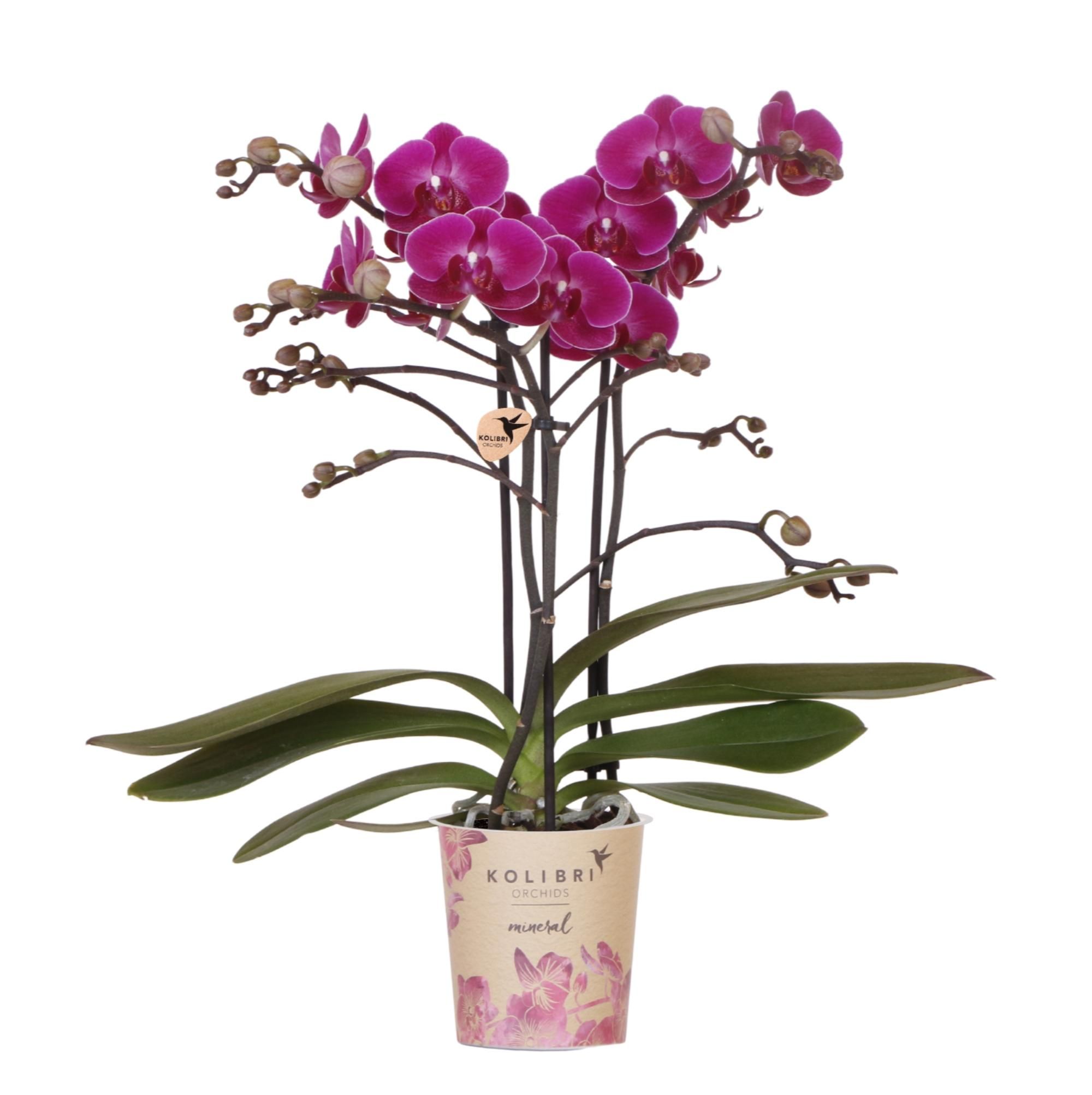 Phalaenopsis Orchidee Morelia violett