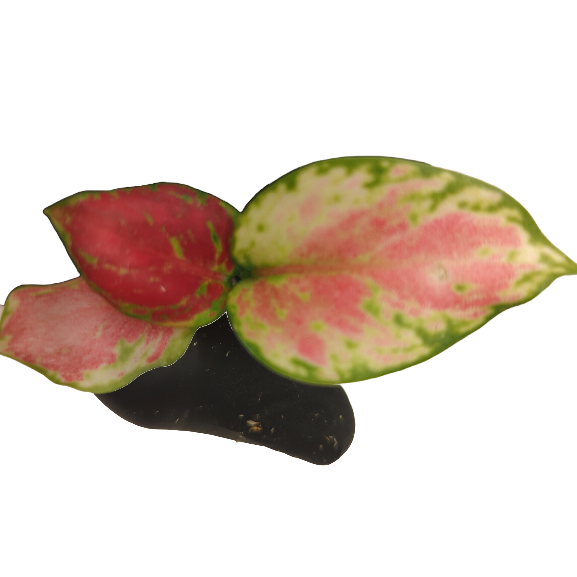Baby Aglaonema commutatum Auspicious Red + selbstbewässernder Übertopf