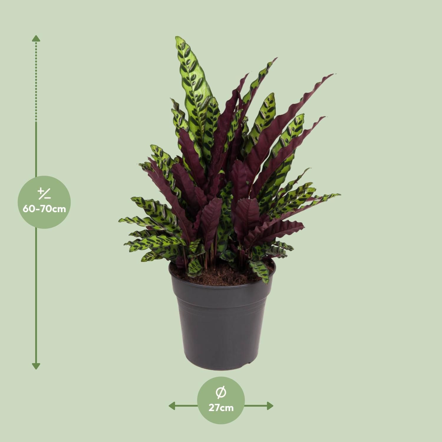 Calathea lancifolia – Tropische Zimmerpflanze