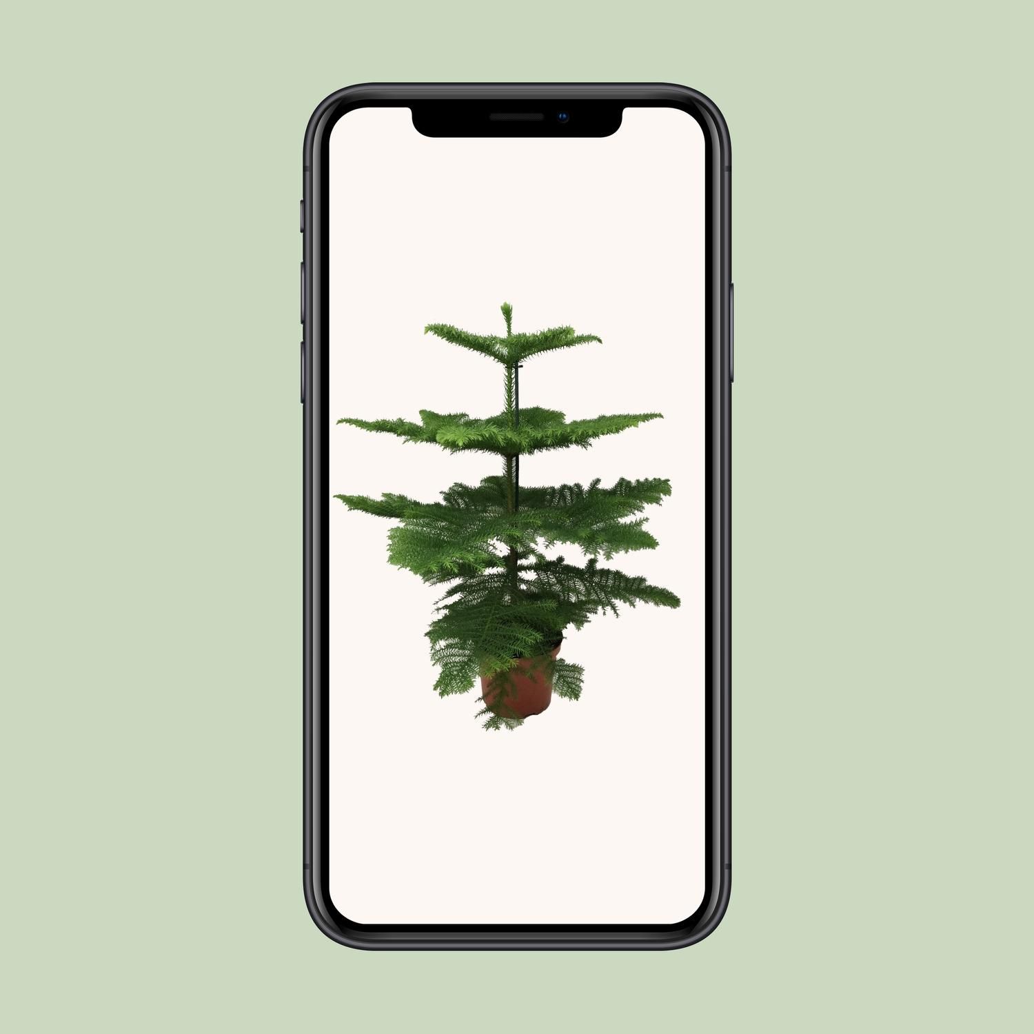 Elegante Araucaria Zimmerpflanze