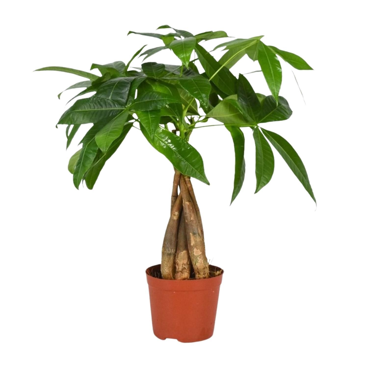 Pachira Aquatica Zimmerpflanze