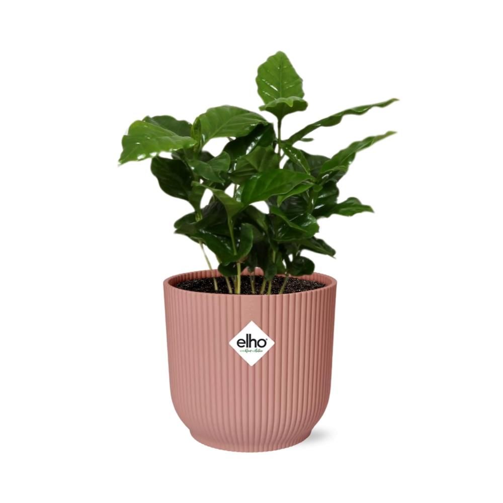 Coffea Arabica Zimmerpflanze in ELHO Vibes Fold Übertopf
