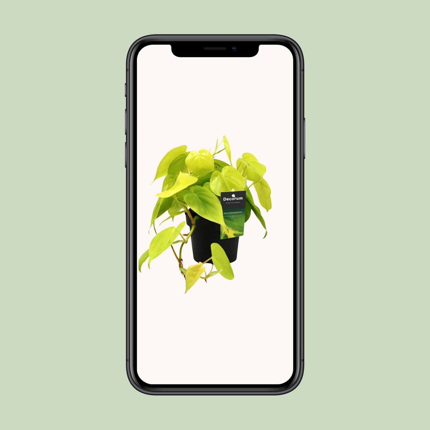 Philodendron Lime Zimmerpflanze mit glänzenden Blättern