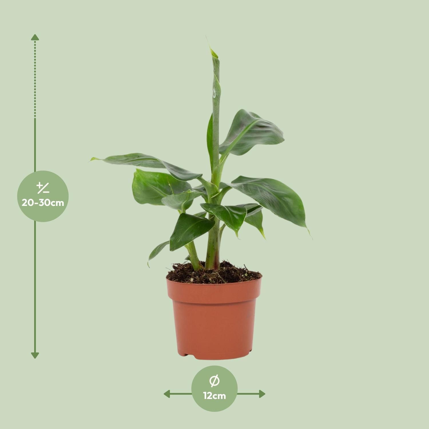 Musa Tropicana – Robuste Zimmerpflanze – Exotische Bananenstaude – Ideal für Zuhause