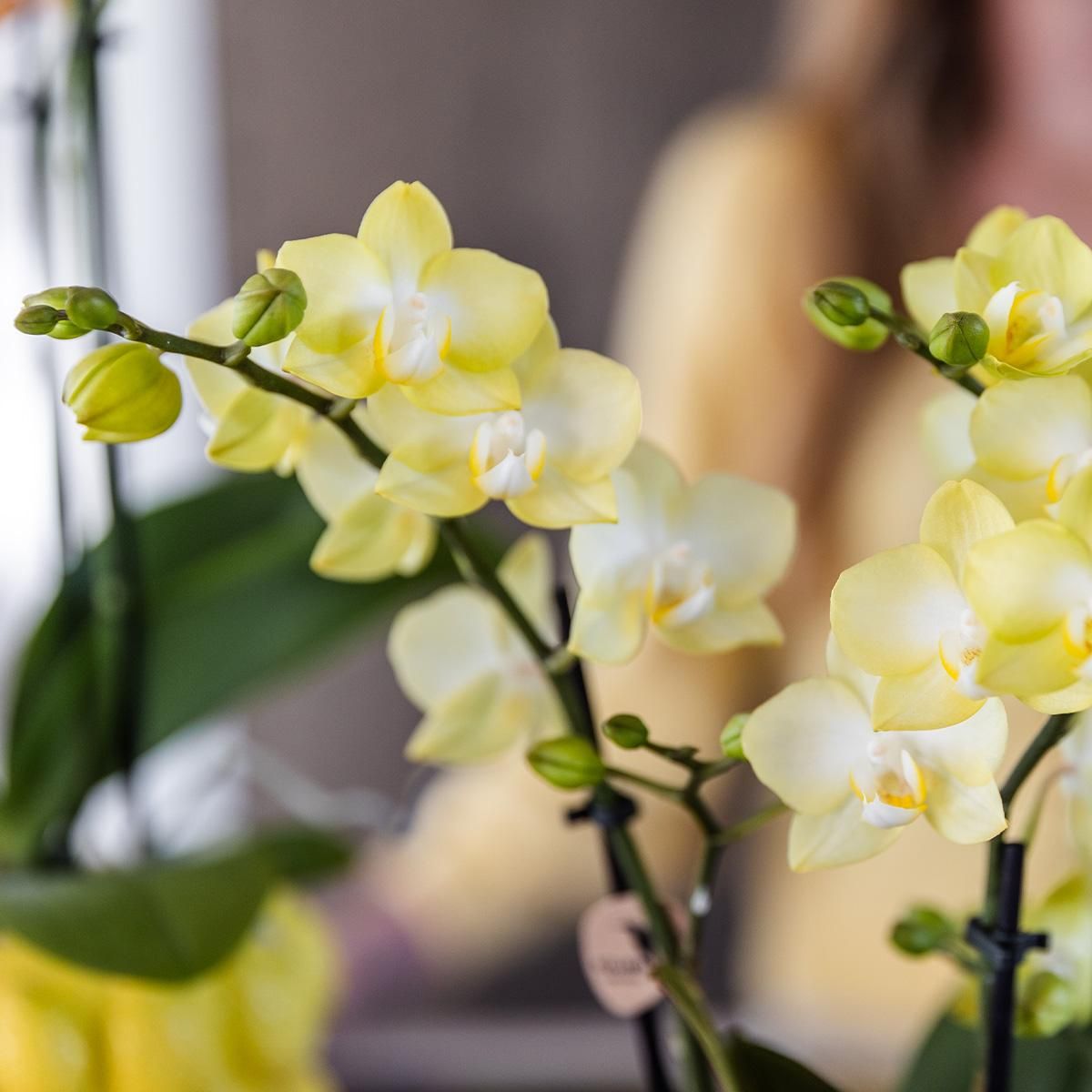 Phalaenopsis Orchidee Gelb im Citrus Ziertopf