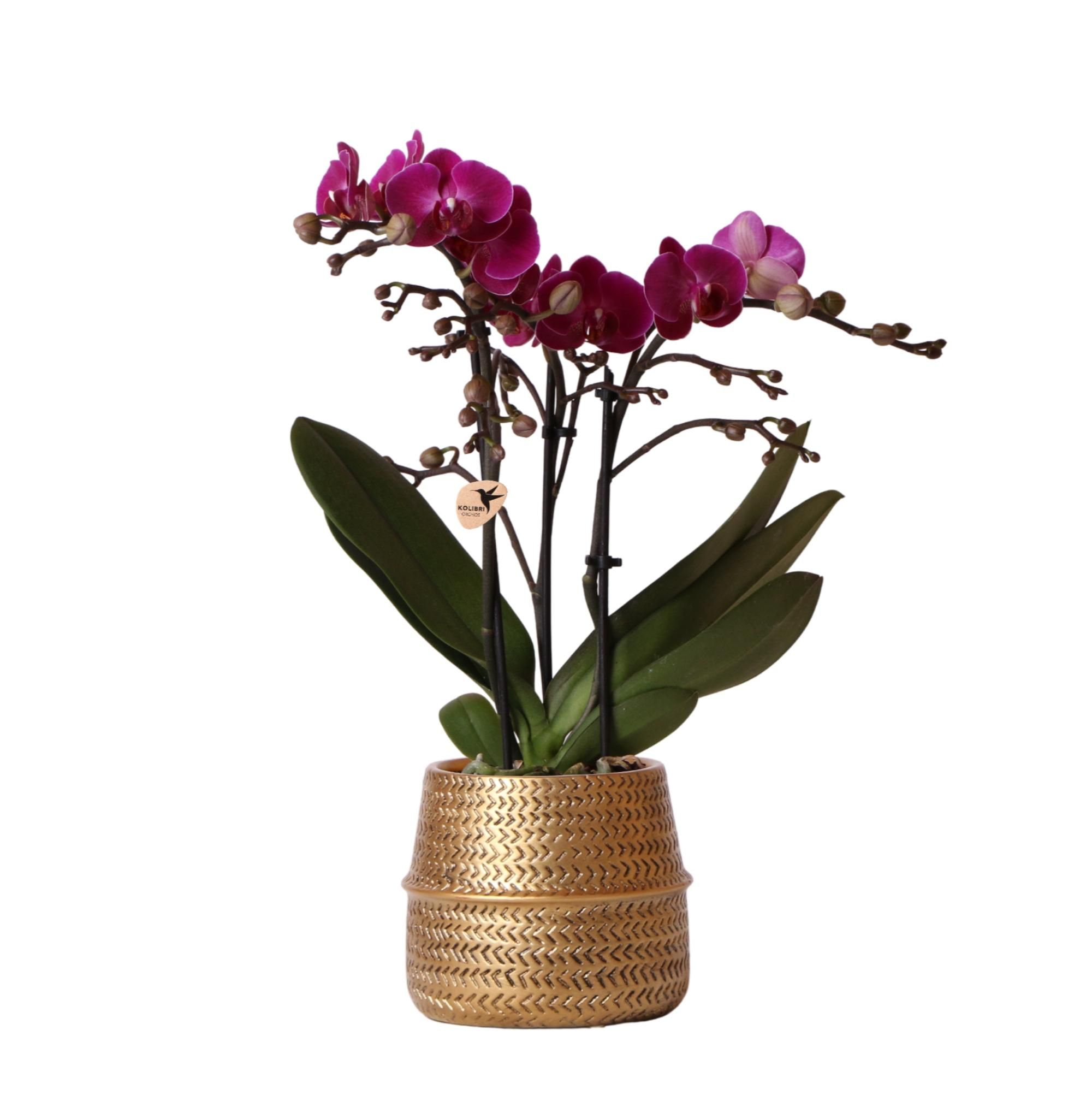 Morelia Orchidee Phalaenopsis in Goldener Groove-Sierpot