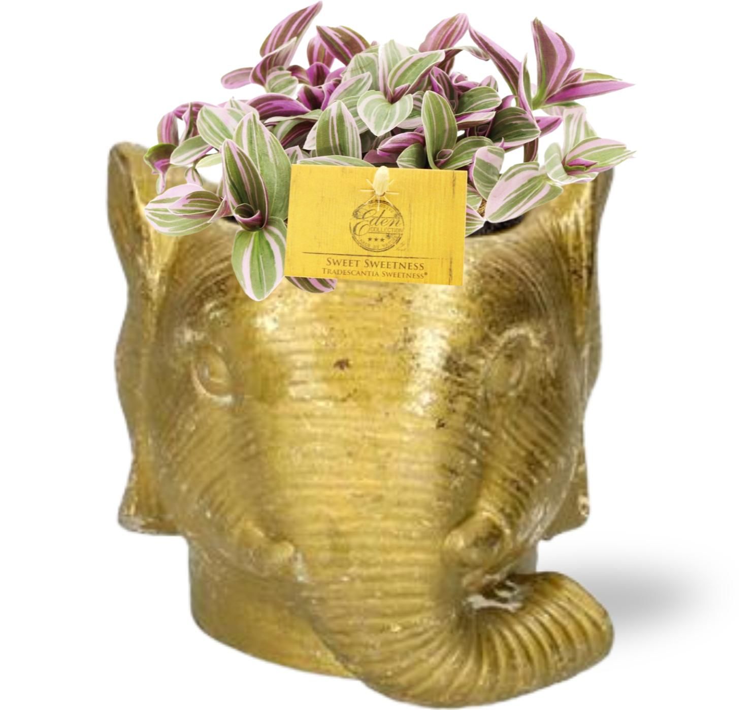 Tradescantia Sweetness – Üppig Grün – Inklusive Dekotopf Olifant Gold