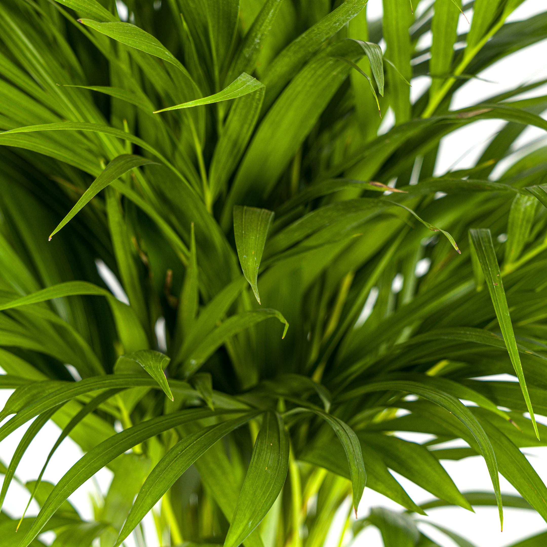 Areca Palme Ø19cm – Immergrüne Pflanze für drinnen – 80-100cm Hoch