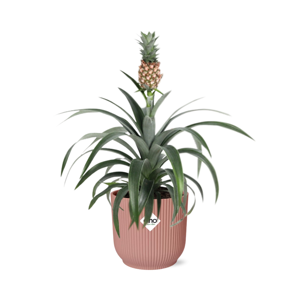 Ananas Pflanze Mi Amigo in ELHO Vibes Fold Topf