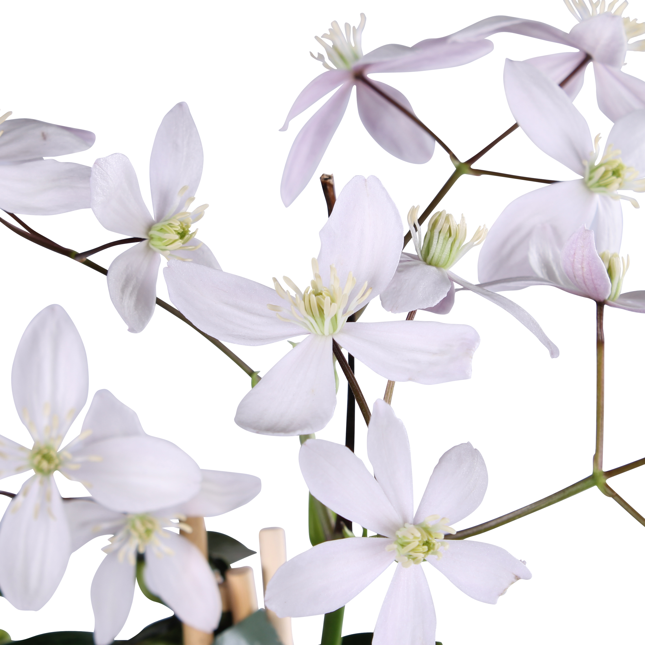 Clematis armandii Apple Blossom Immergrüne Kletterpflanze