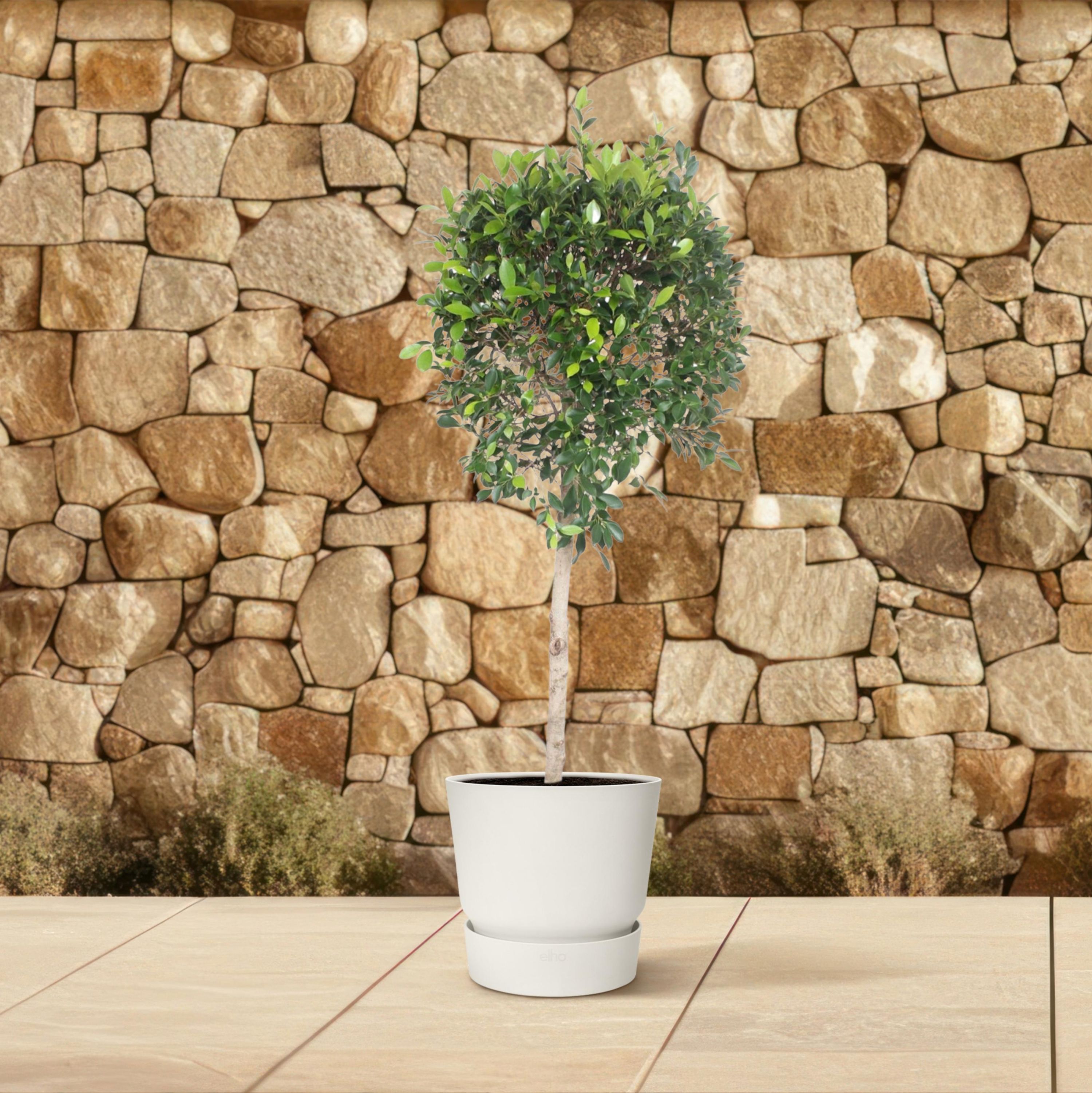 Ficus Nitida Baum für Innenräume